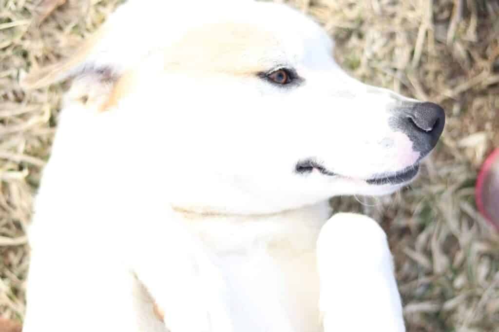 Essential Oils: For Pets