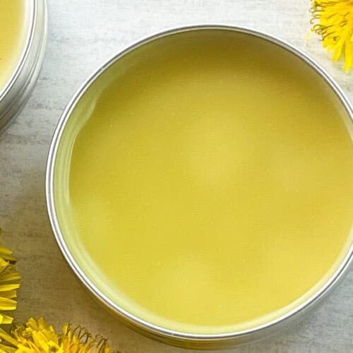 A round container of dandelion salve with fresh dandelions.
