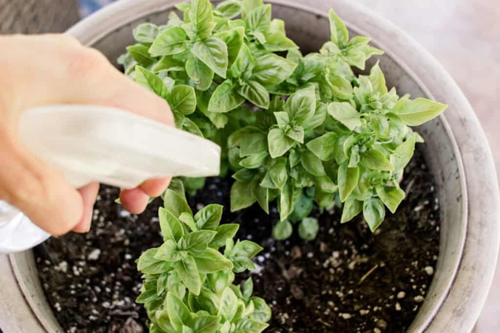Homemade Bug: Spray for Plants