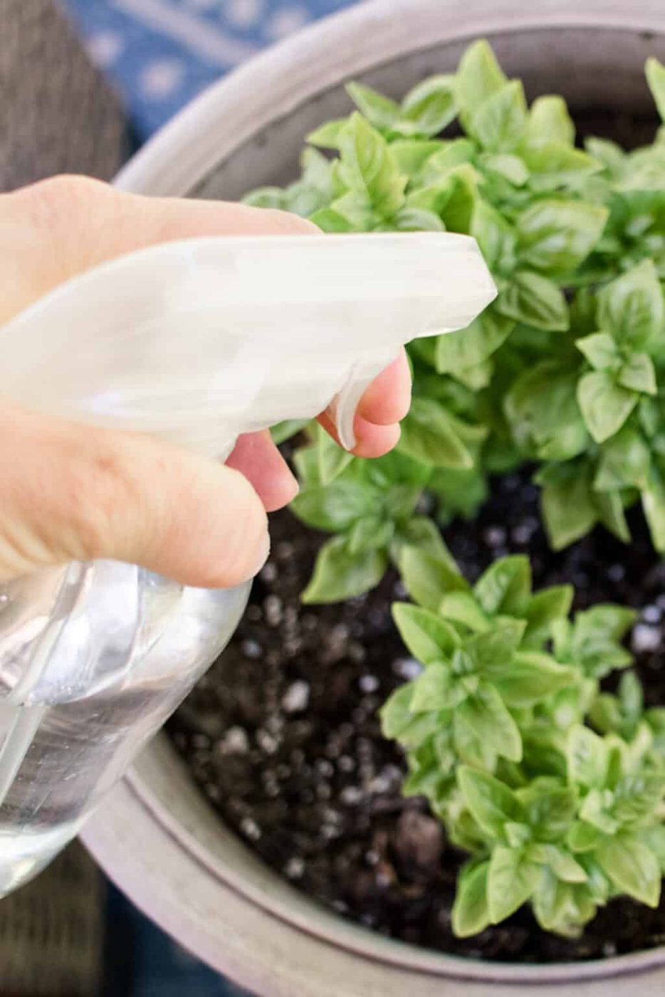 Misting bug plant spray onto green plants in a small pot.