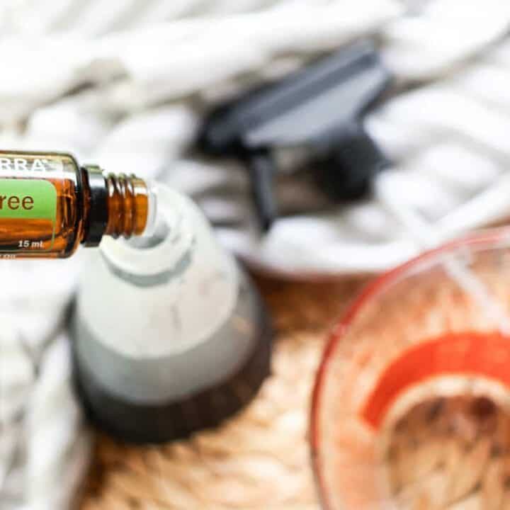 Adding tea tree essential oil to a homemade spider repellent.