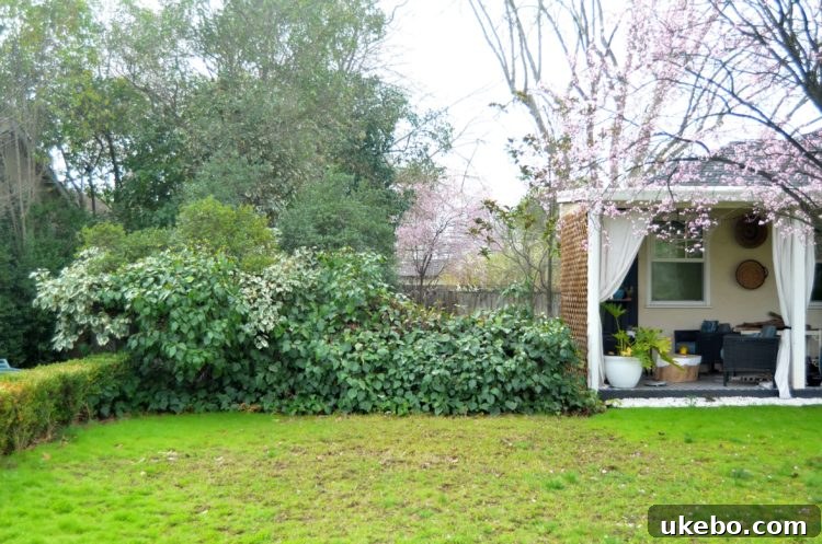 A closer look at the shrub-barrier, highlighting its inadequacy as a proper property divider.