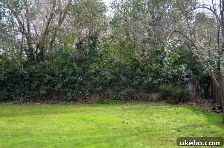 Ivy-covered fence section, partially obscured by dense foliage, showing signs of collapse and neglect.