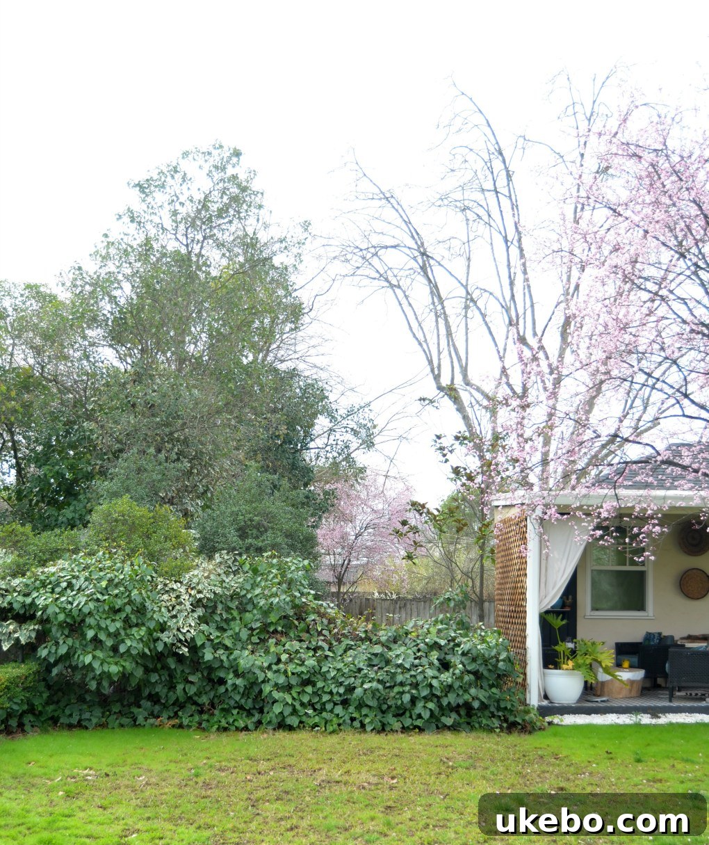 Old, low bushes failing to provide privacy or security to the backyard from the street.