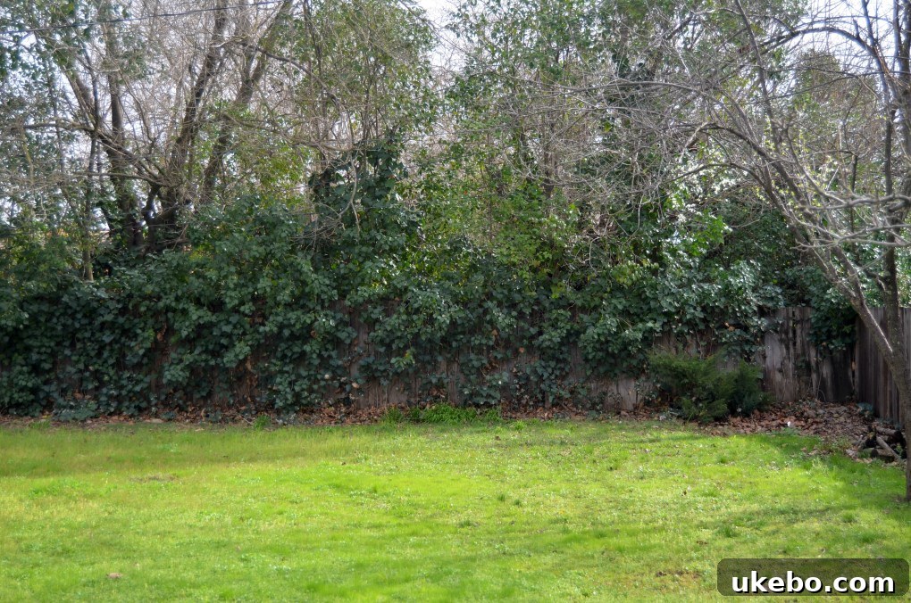 Old fence heavily overgrown with neighbor's ivy, causing structural damage.
