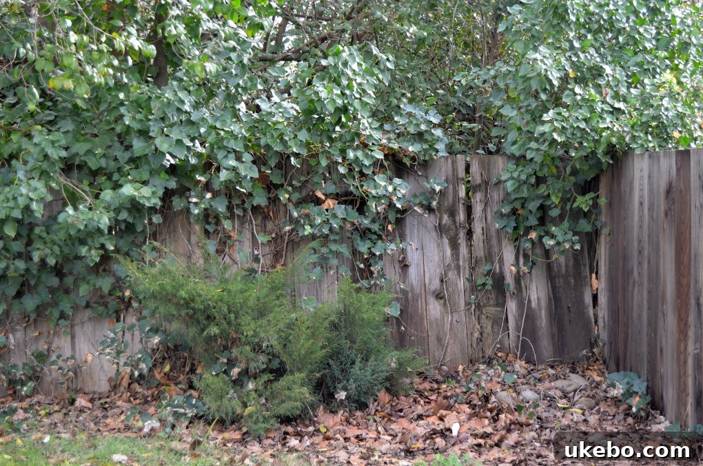 Another section of the old fence buckling under the weight of overgrown ivy.