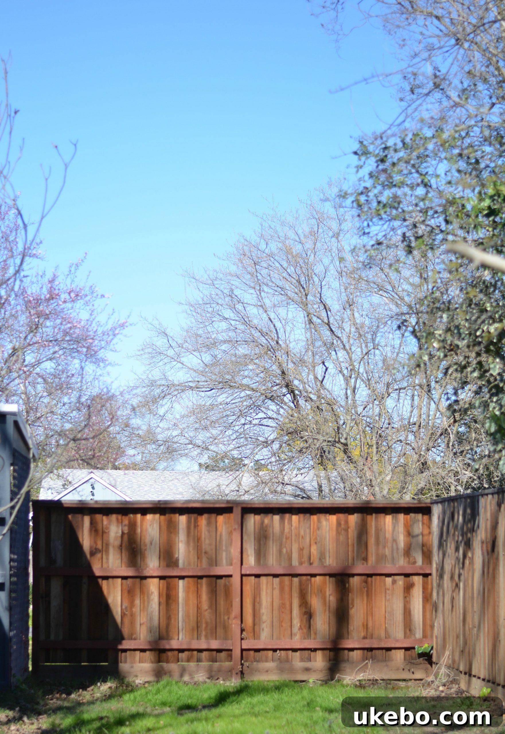 The new solid redwood fence, providing a complete and secure enclosure for the backyard.