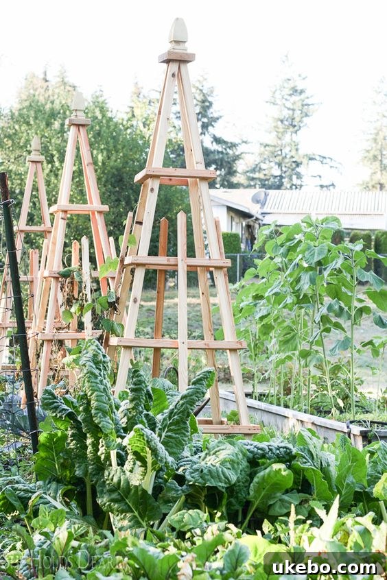 Moroccan Potager Vision: Phase One Blueprint 8 Espalier Fruit Tree Design