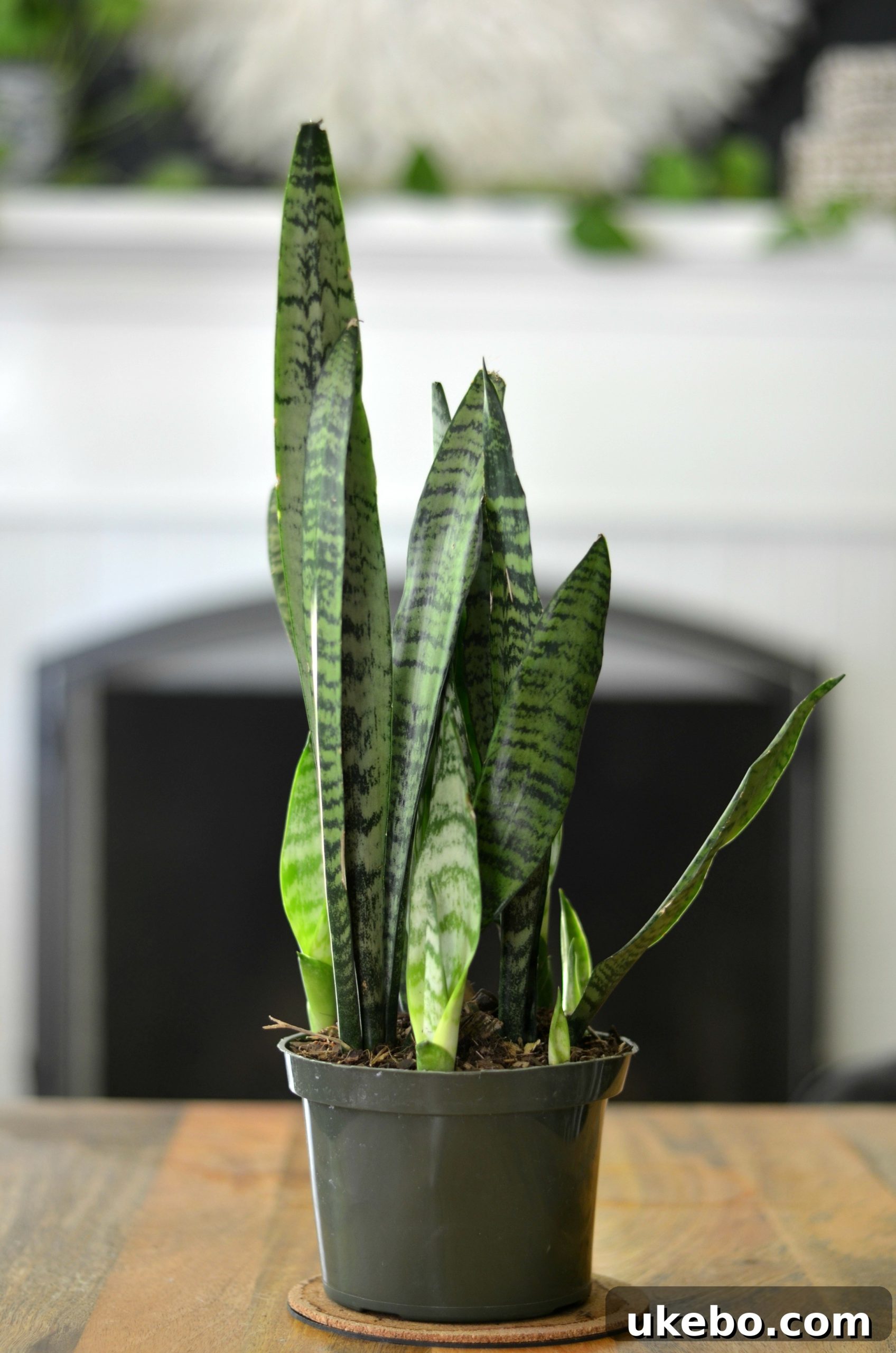 My Top Picks: Foolproof Plants for Beginner Success 2 Snake Plant, a hardy indoor plant with tall, upright leaves, perfect for beginners.