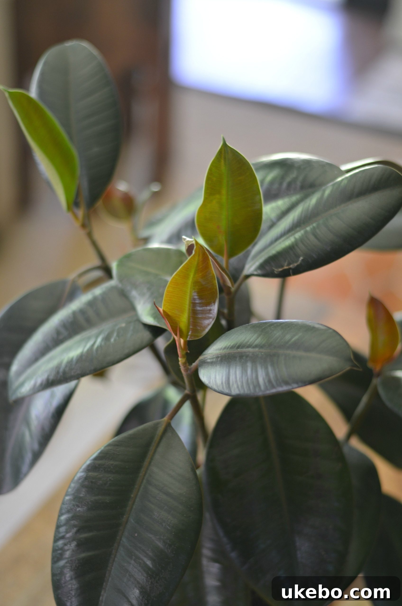 My Top Picks: Foolproof Plants for Beginner Success 11 Another view of Ruby, showcasing the red stems typical of some Rubber Tree varieties.