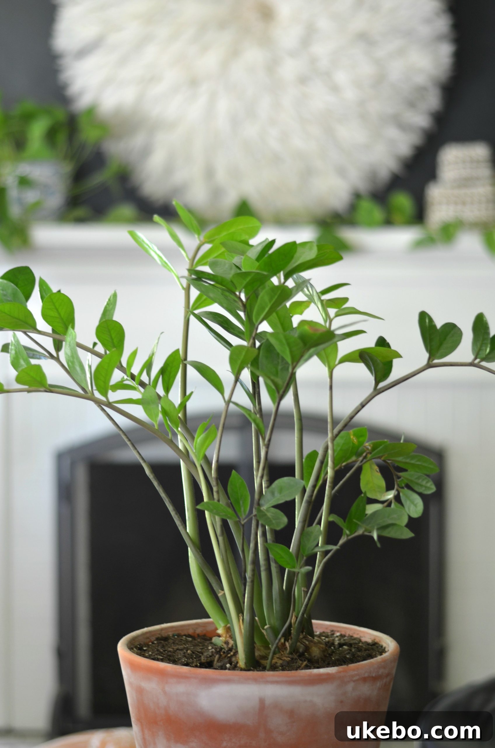 Ziggy, a ZZ Plant known for its glossy, dark green foliage and extreme drought tolerance.