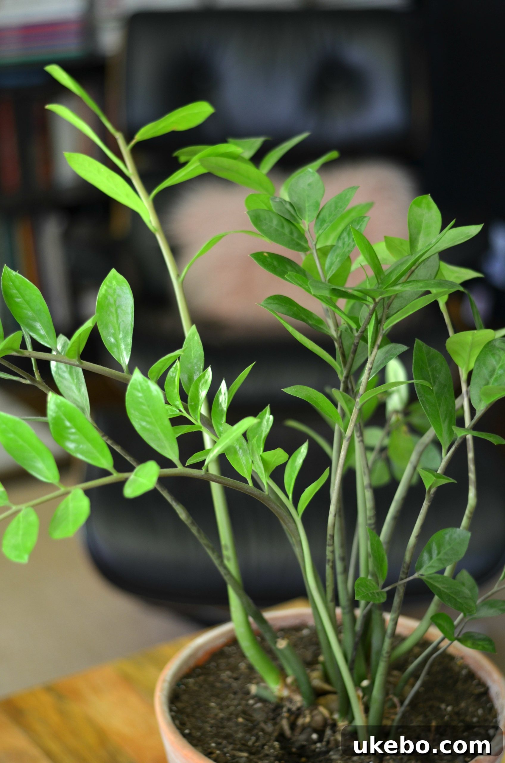 My Top Picks: Foolproof Plants for Beginner Success 13 Another view of a ZZ Plant, highlighting its thick, waxy leaves.