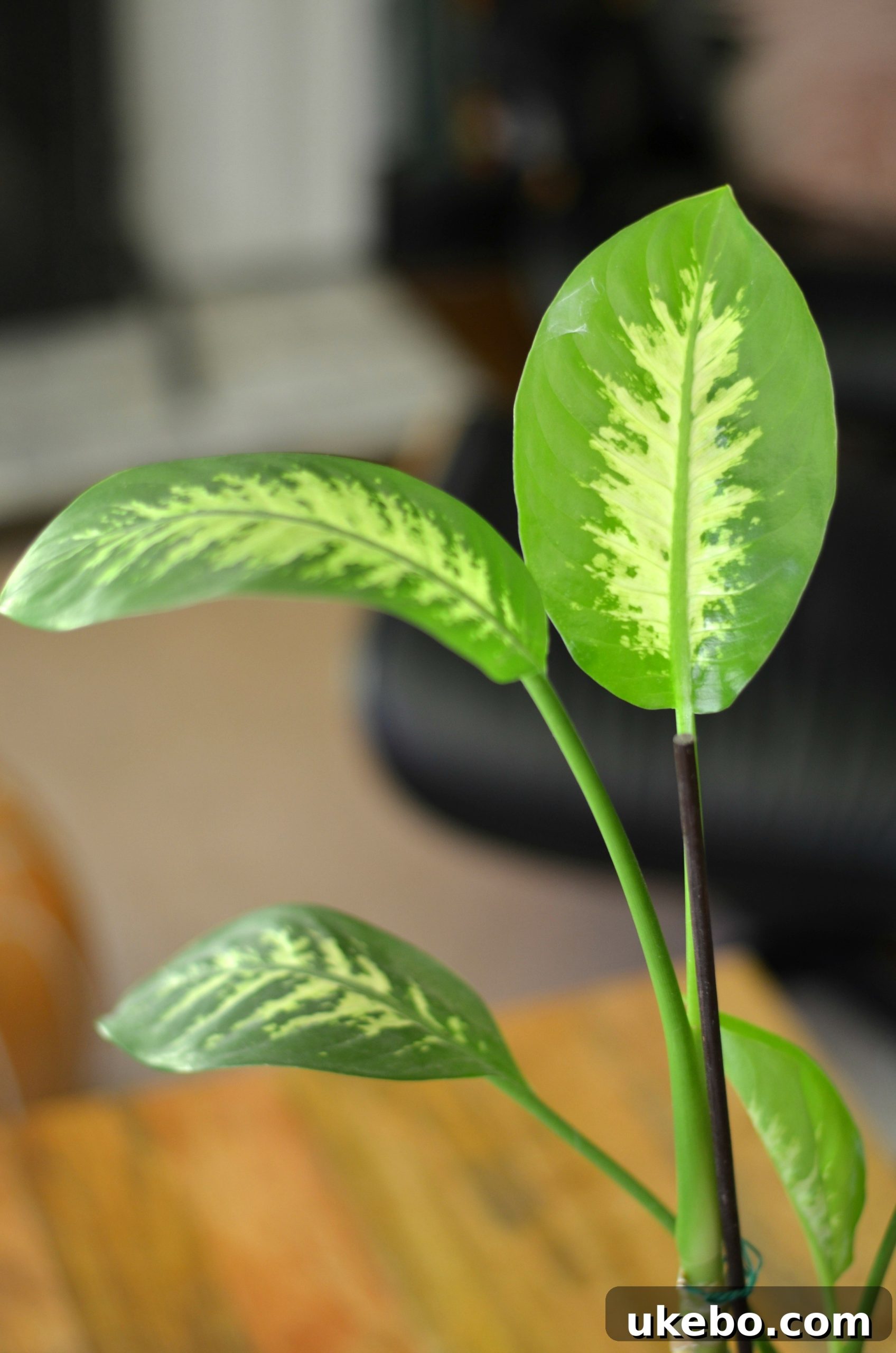 My Top Picks: Foolproof Plants for Beginner Success 15 Another Dieffenbachia plant, showcasing its distinctive patterned foliage.