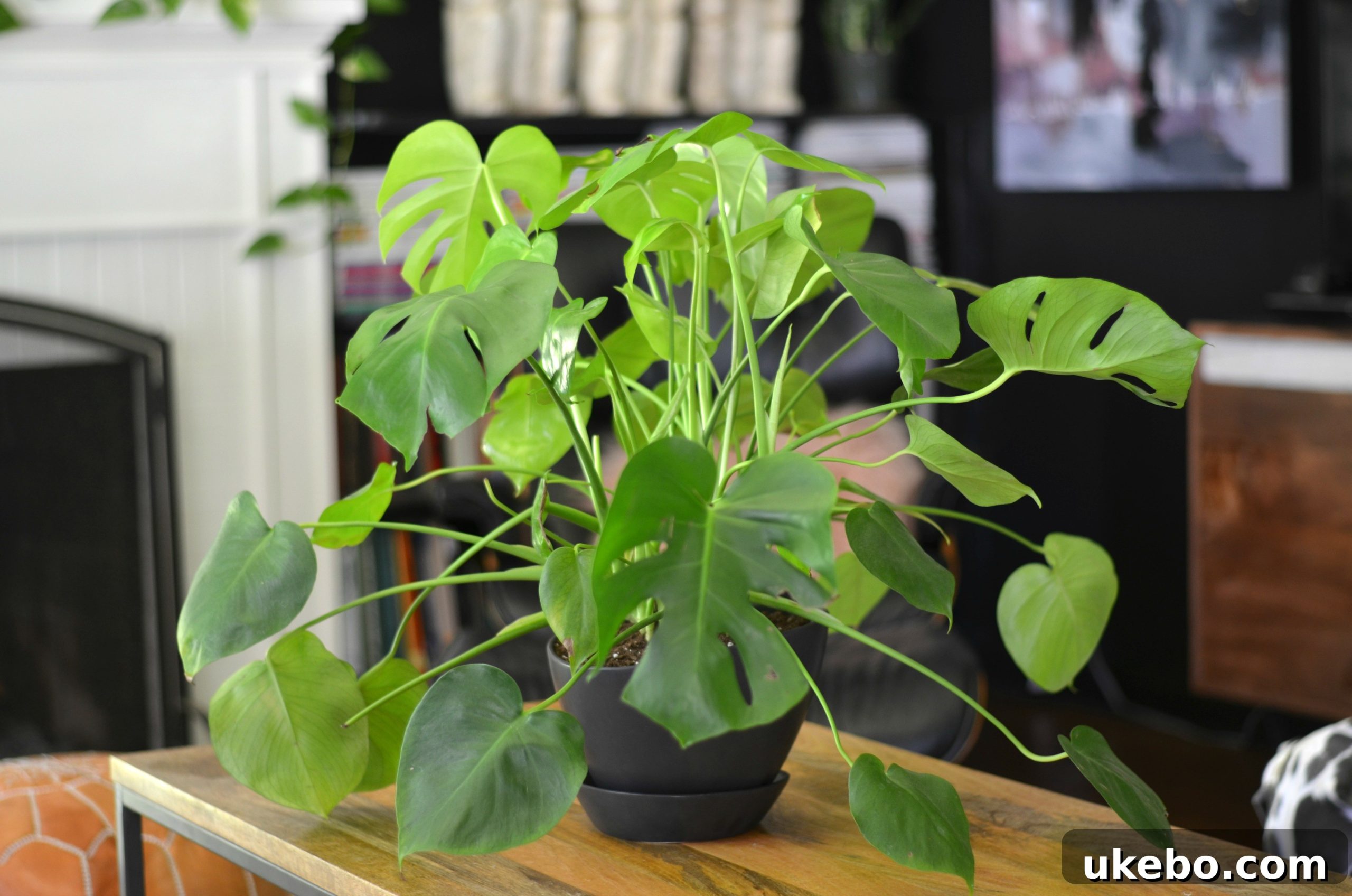 Martha, a Split Leaf Philodendron (Monstera deliciosa) with iconic fenestrated leaves.