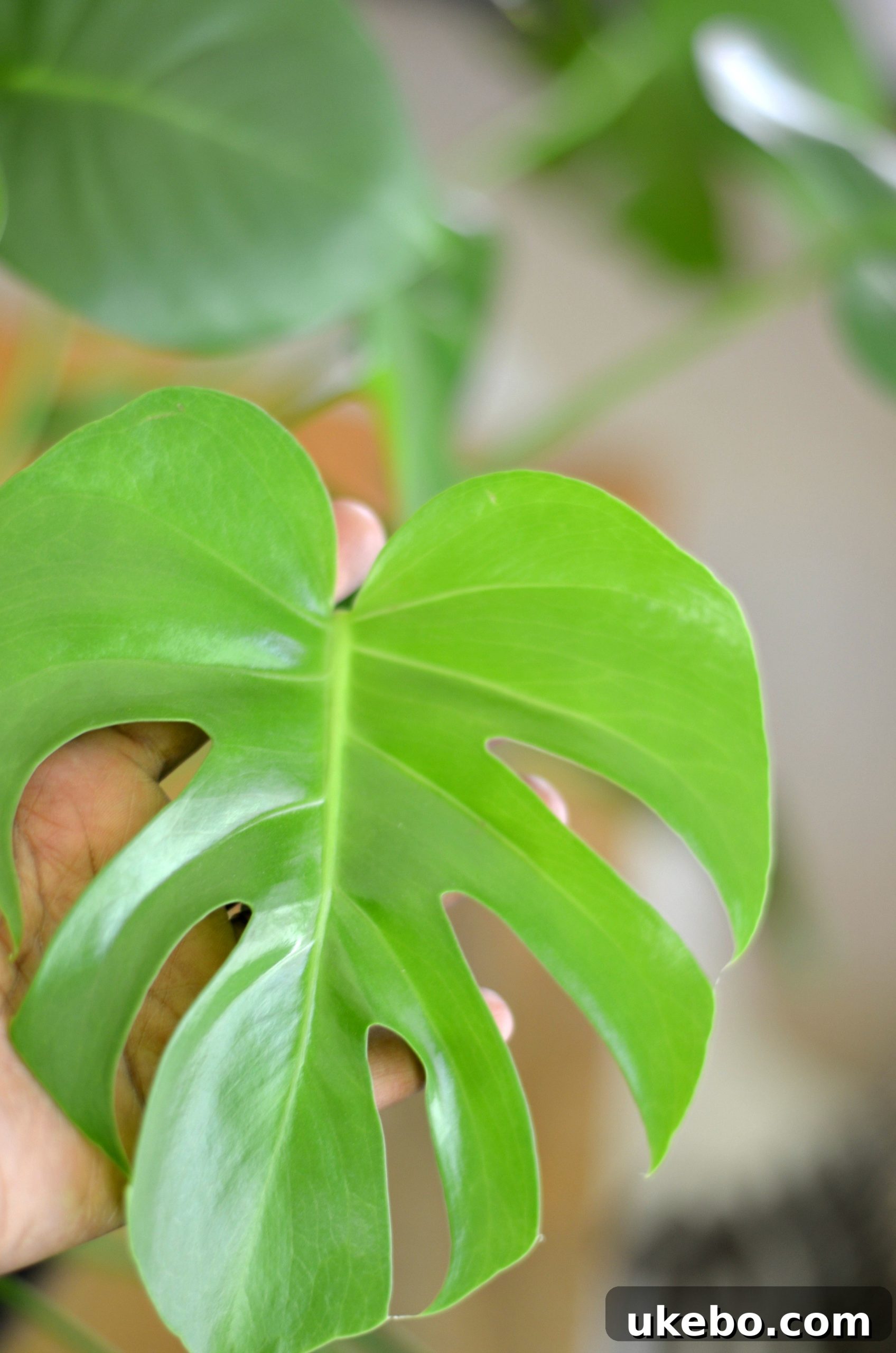 My Top Picks: Foolproof Plants for Beginner Success 17 Close-up of a Monstera leaf showing its characteristic splits and holes.