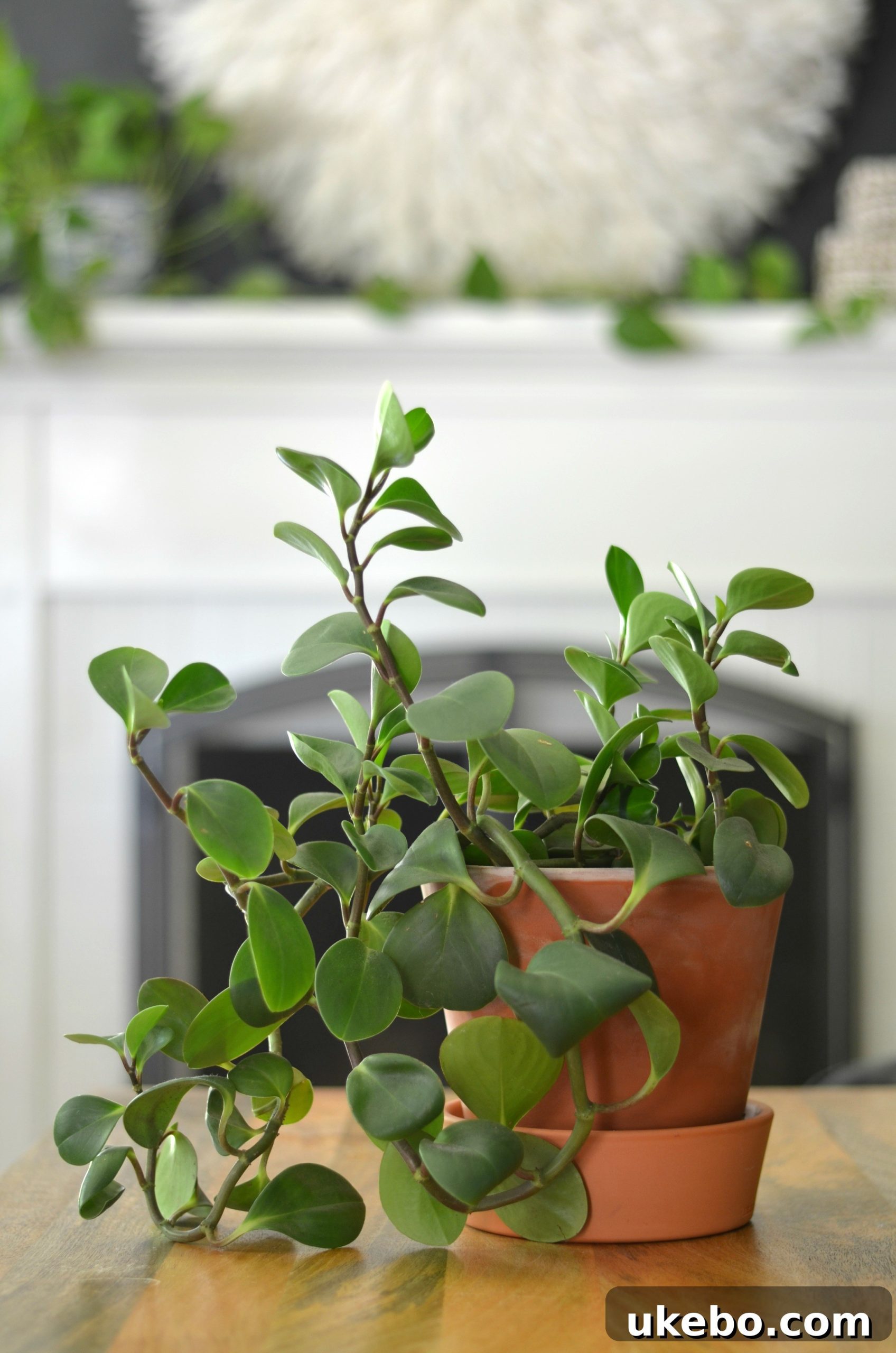 Pepa, a Peperomia plant with round, fleshy leaves, thriving indoors.