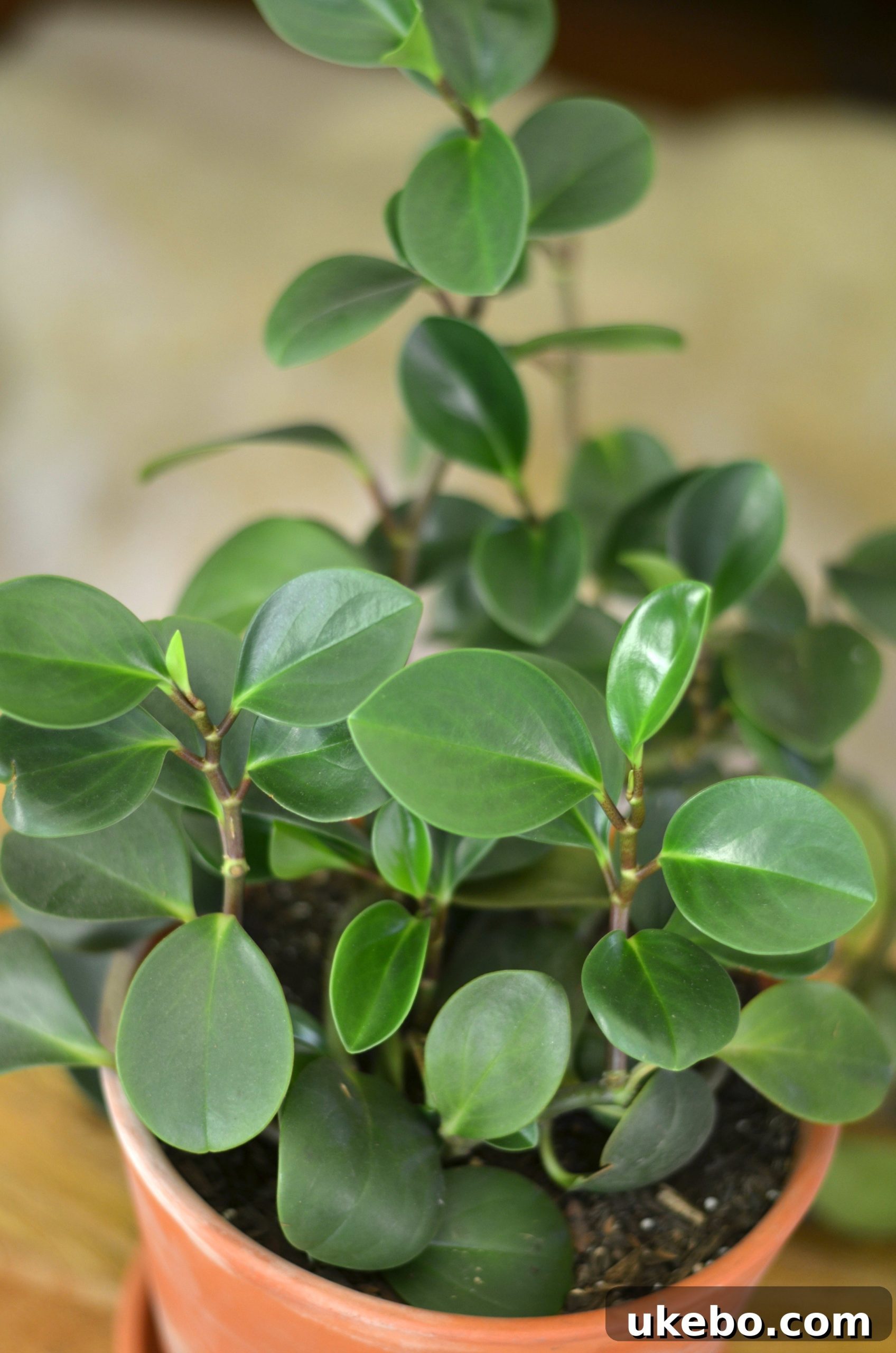 My Top Picks: Foolproof Plants for Beginner Success 4 Close-up of a Peperomia plant, showcasing its unique leaf texture.