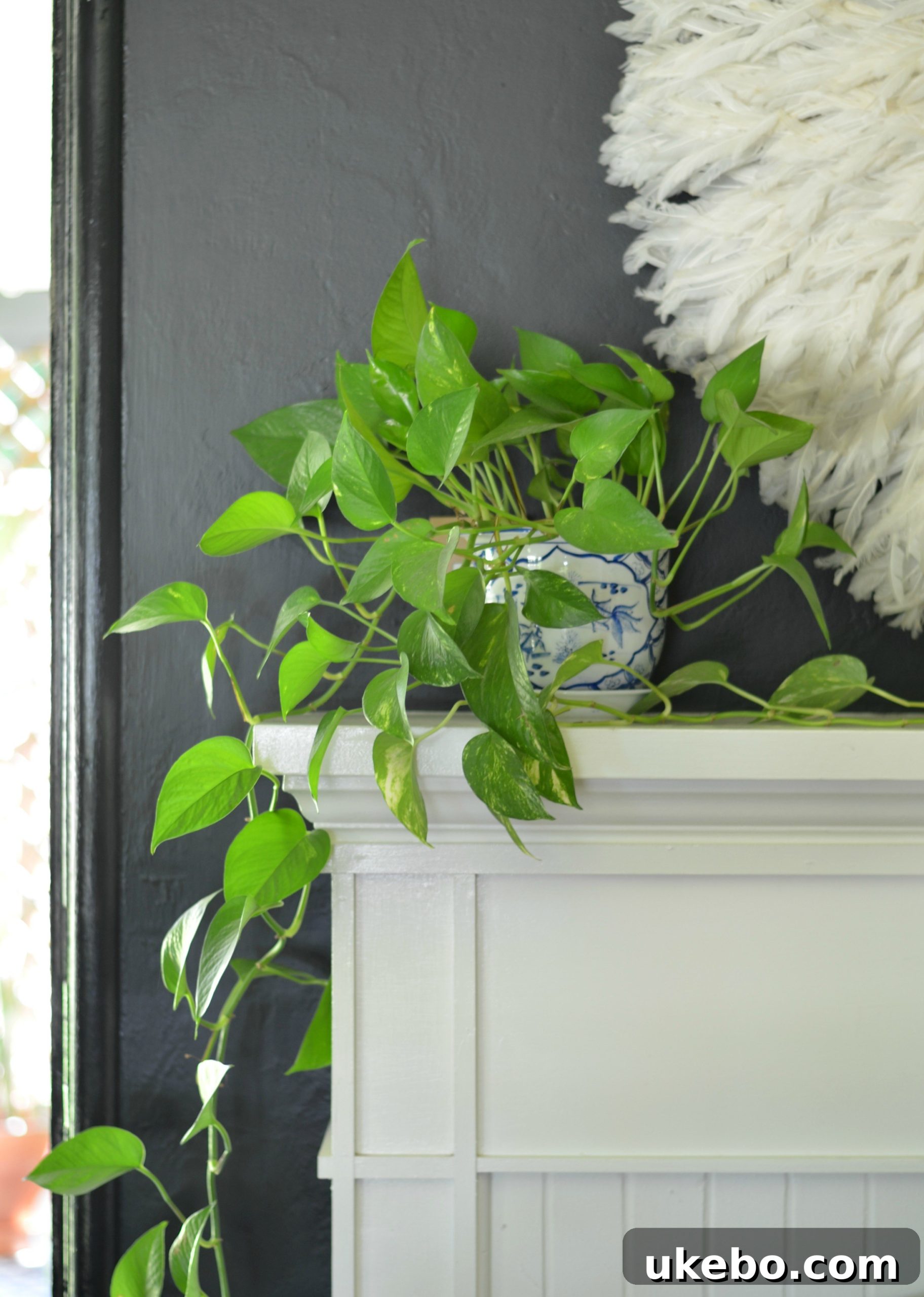 Priscilla, a Pothos plant with long, trailing vines, ideal for hanging baskets.