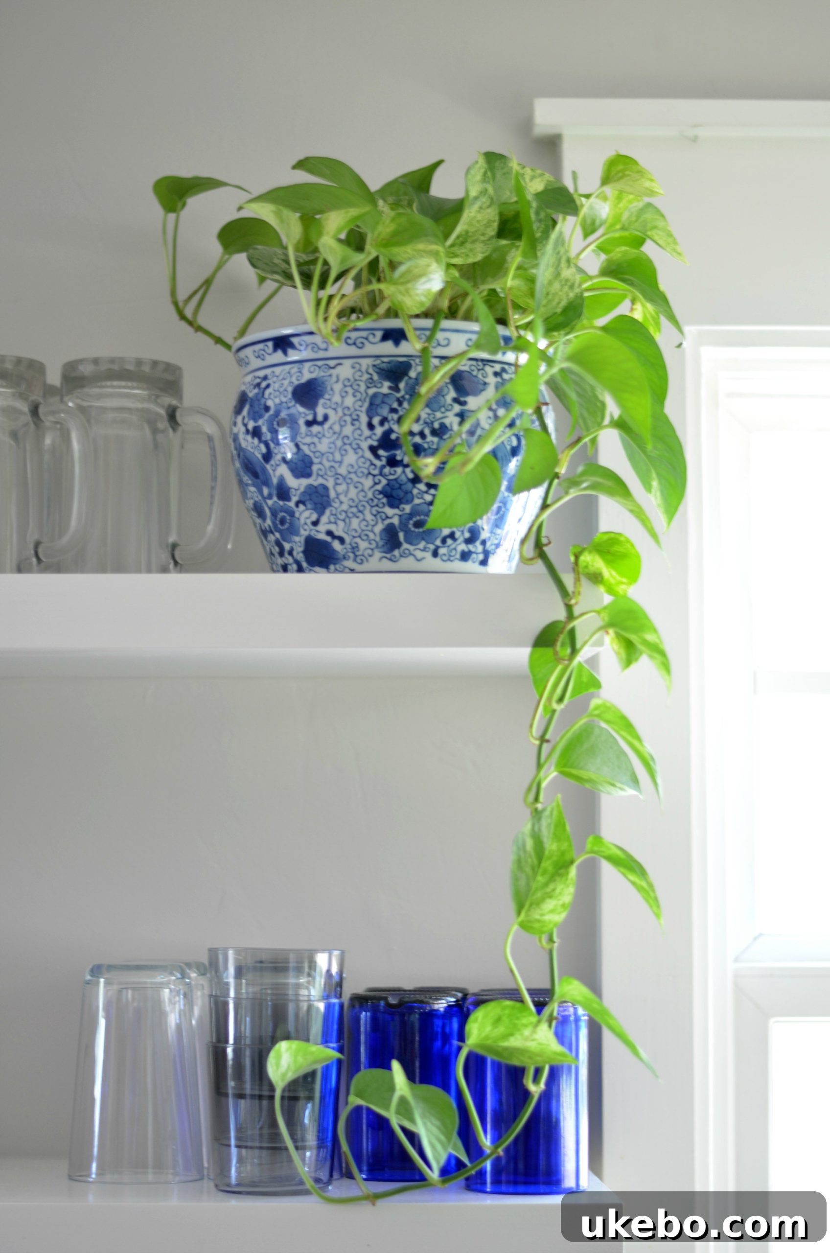 My Top Picks: Foolproof Plants for Beginner Success 7 Pothos propagation: stem cuttings rooting in water.