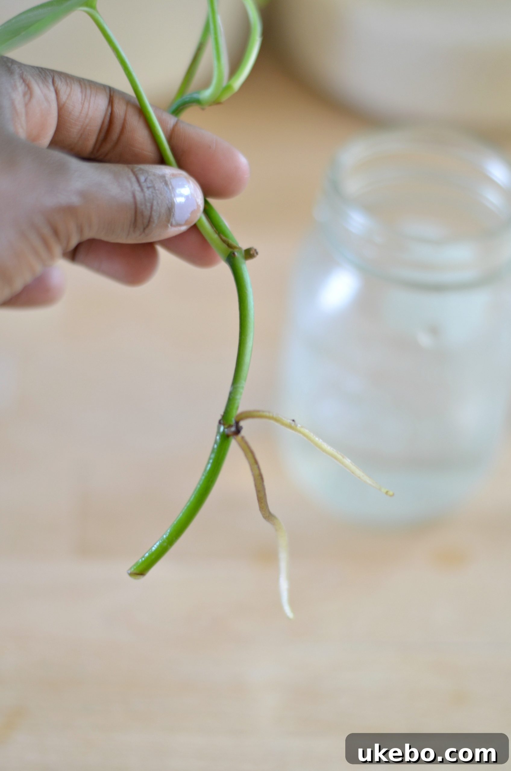 My Top Picks: Foolproof Plants for Beginner Success 9 Pothos plant thriving indoors, showing long, healthy vines.