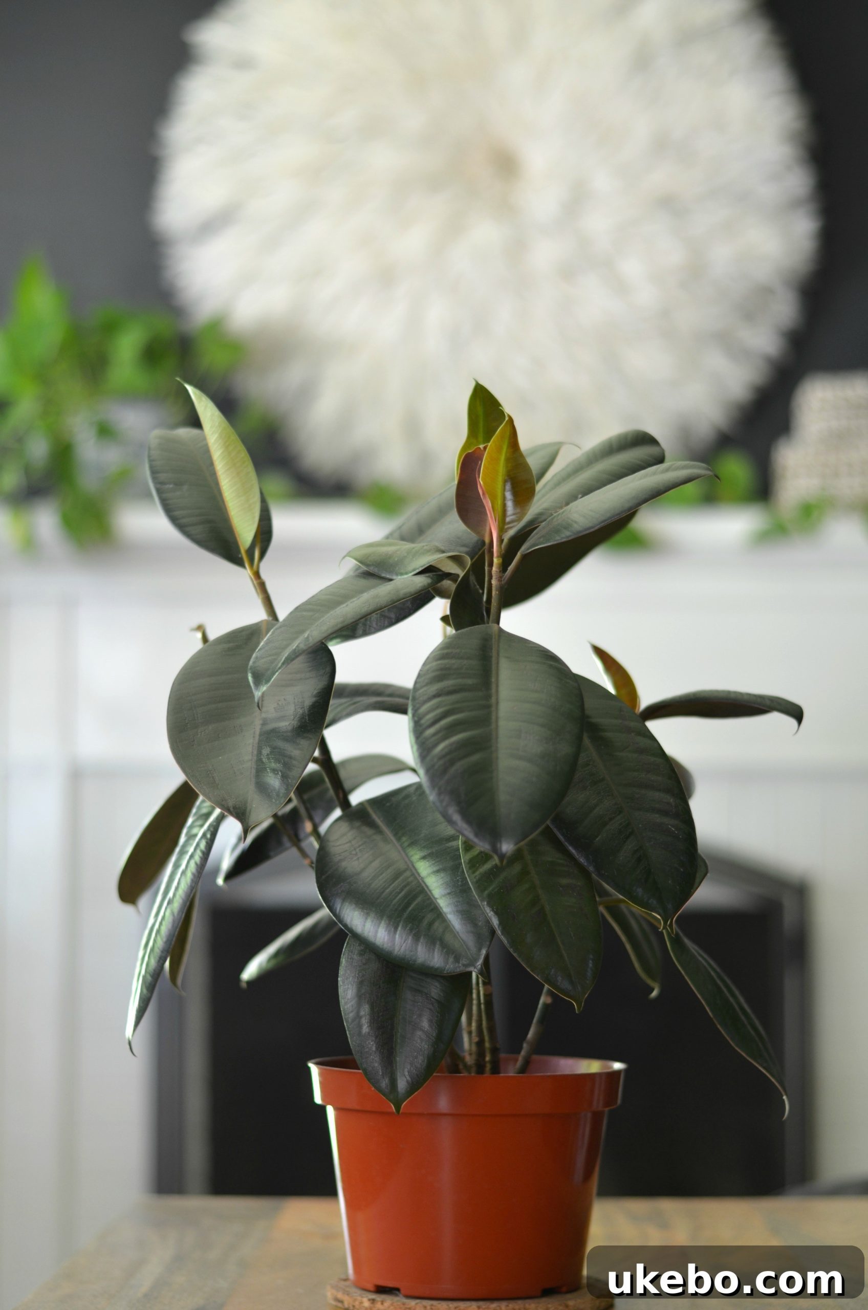 Ruby, a Rubber Tree plant with large, glossy, dark green leaves.