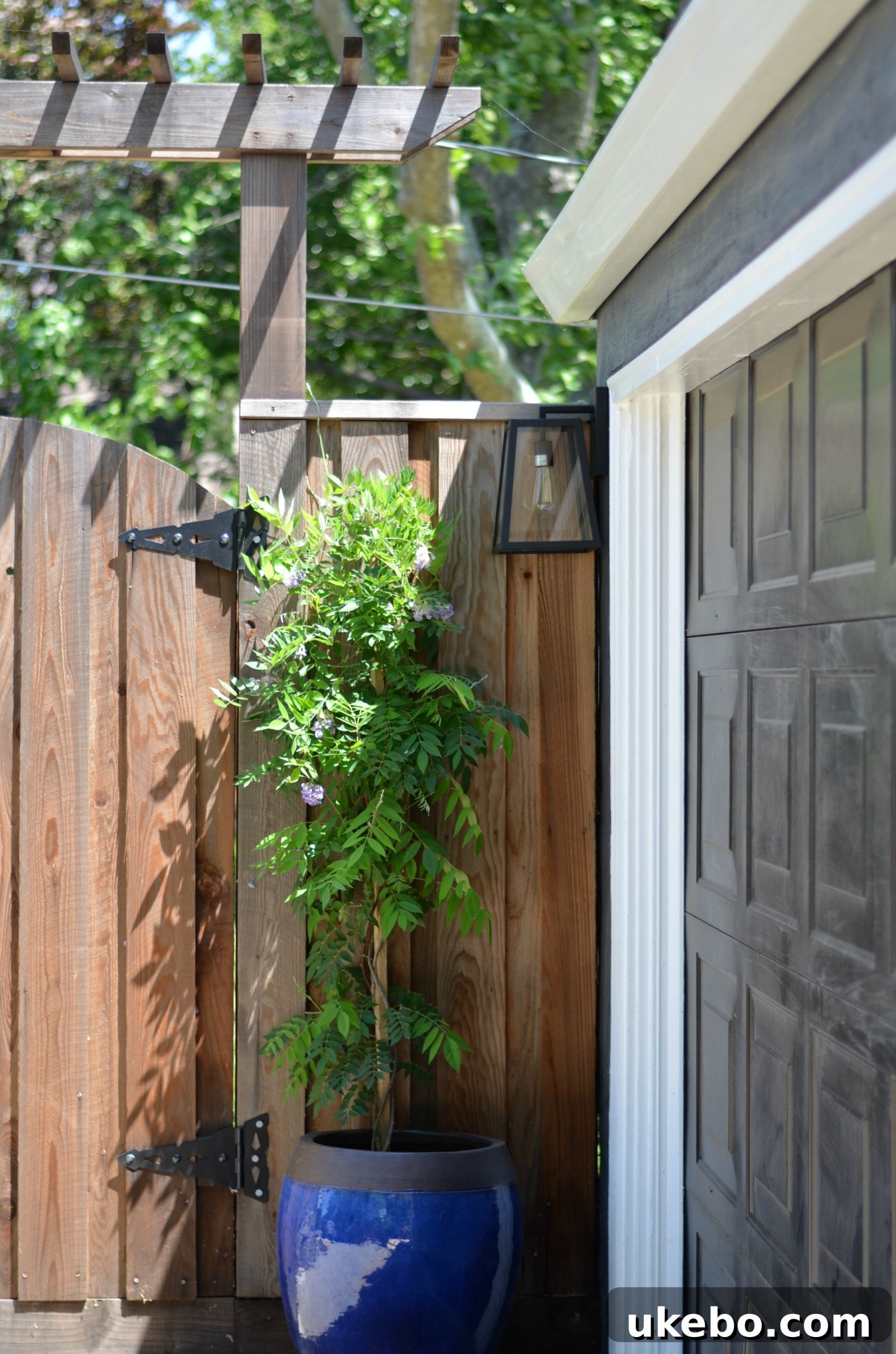 Newly planted Amethyst Falls Wisteria alongside the fence