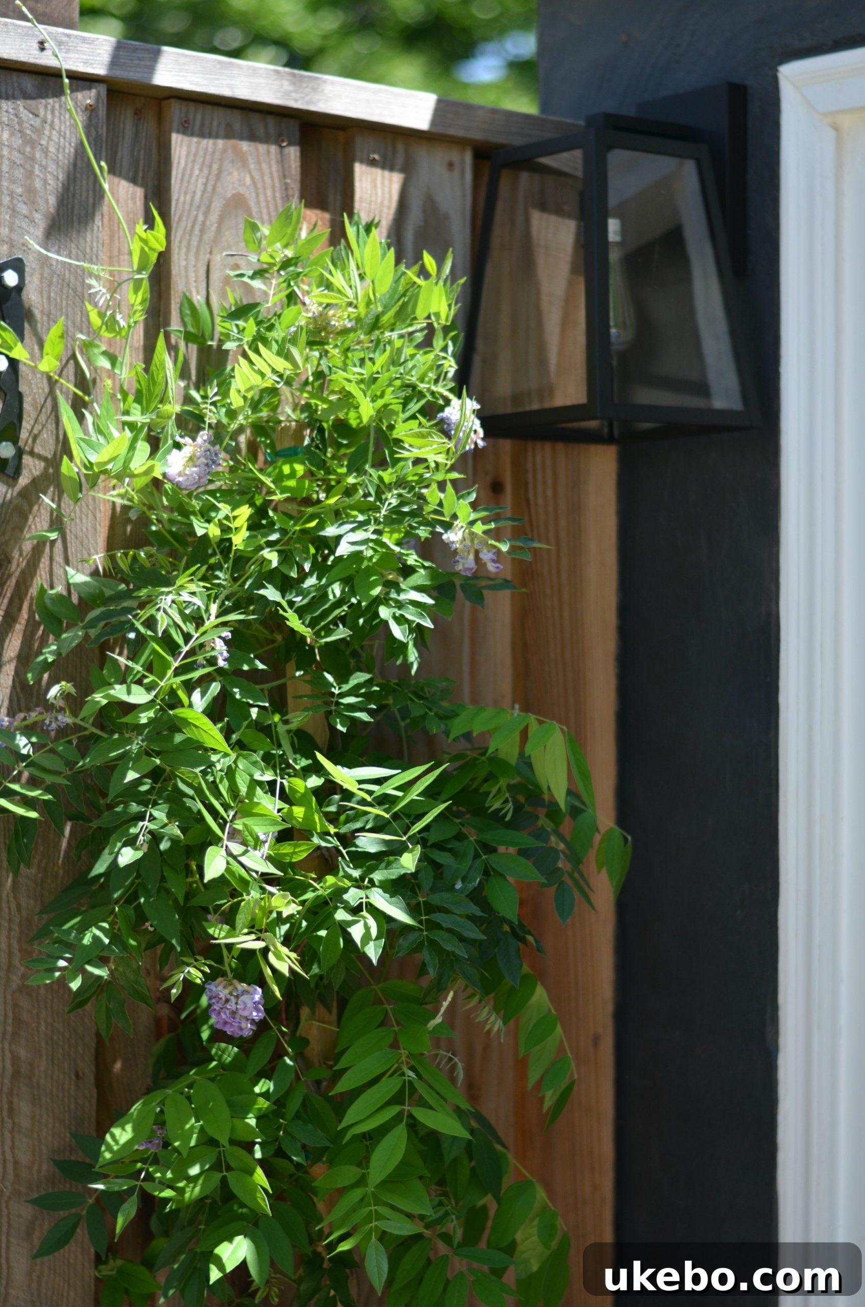 Amethyst Falls Wisteria starting to grow on fence