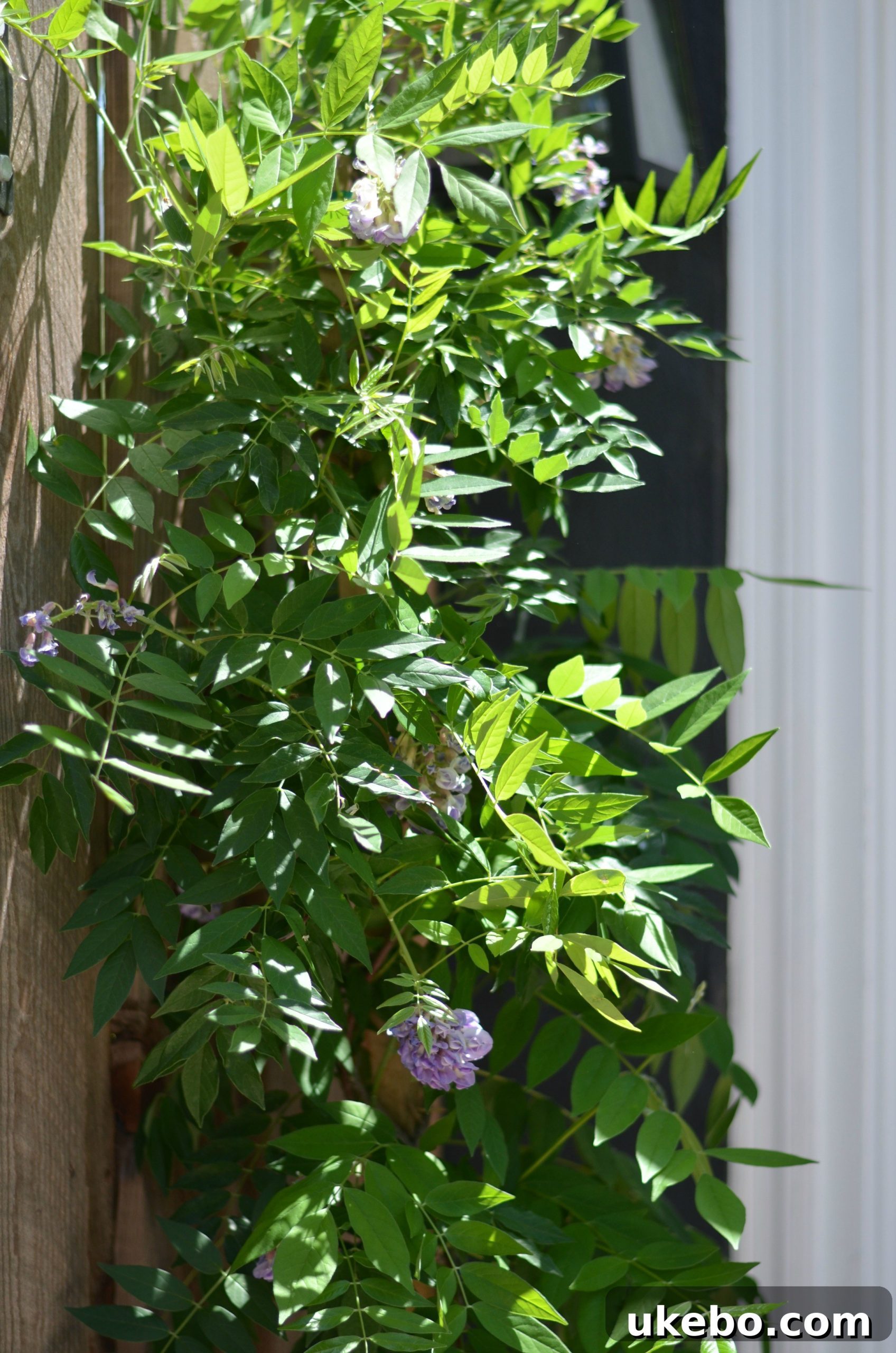 Close-up of Amethyst Falls Wisteria foliage