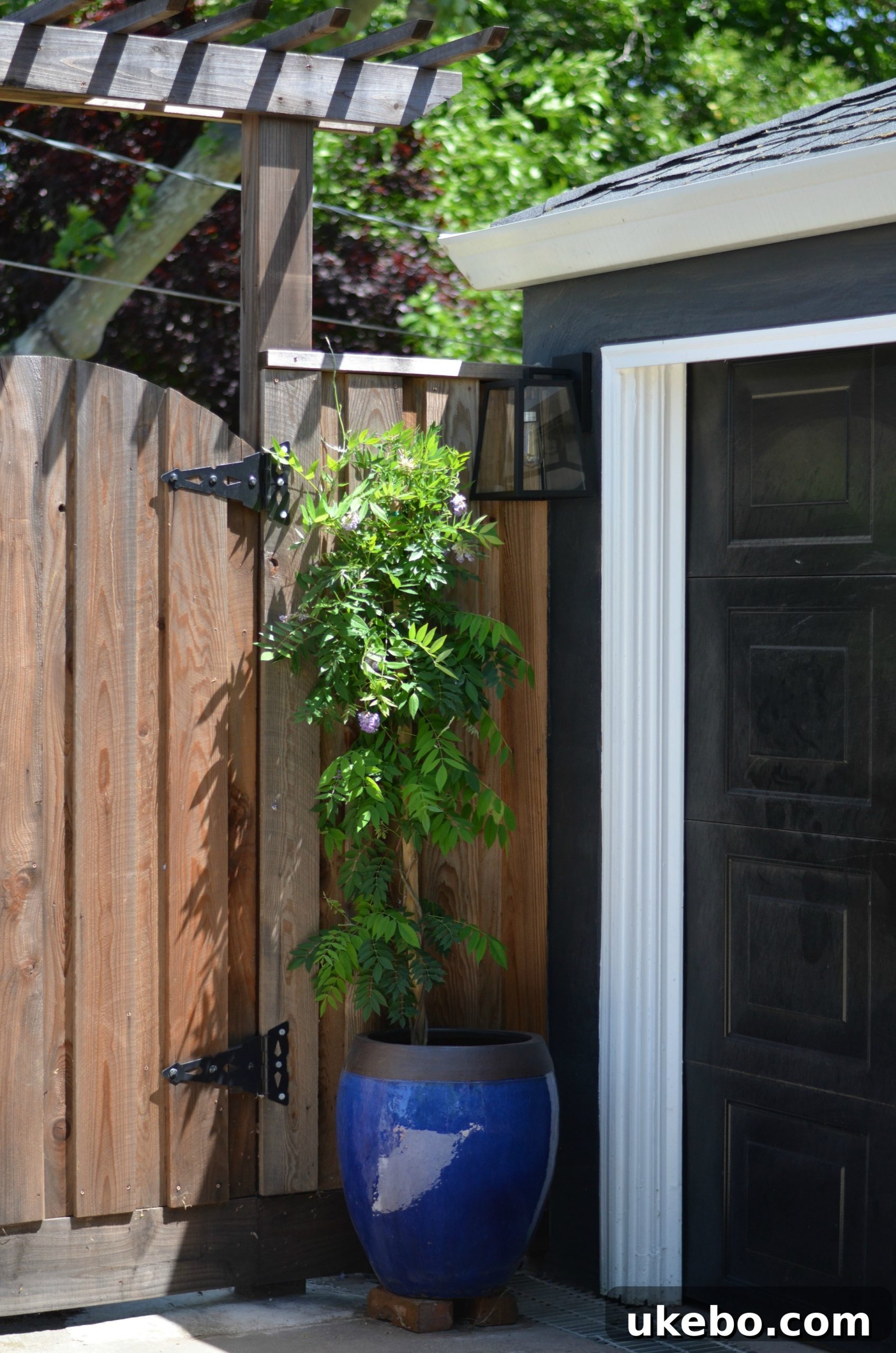 Garden view with new Wisteria planting