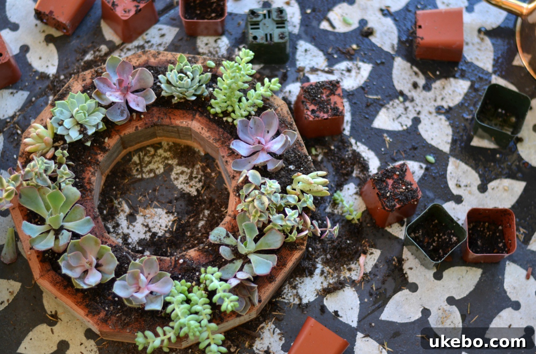 Multiple succulents successfully planted into the wreath frame, showcasing the initial arrangement.