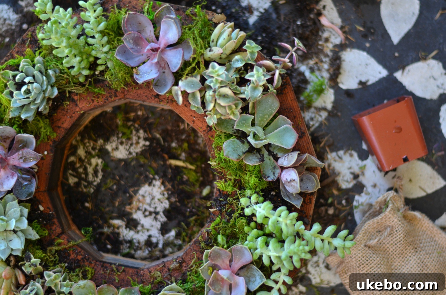 A section of the succulent wreath with decorative moss artfully placed around the plants.
