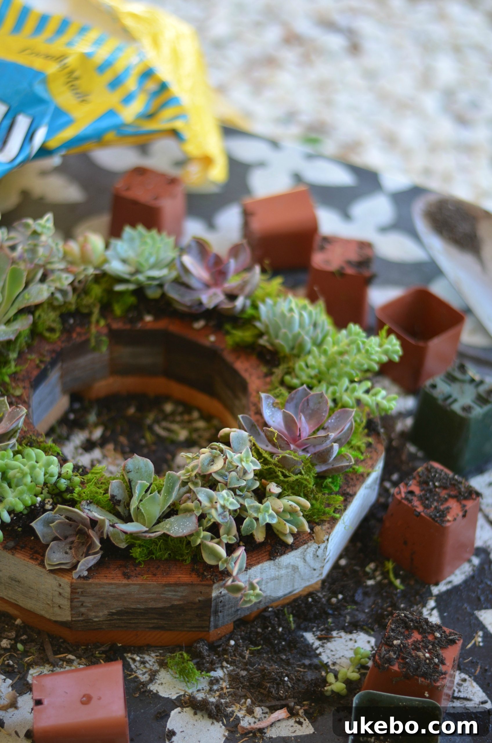 The almost completed succulent wreath, showing the decorative moss enhancing the arrangement.