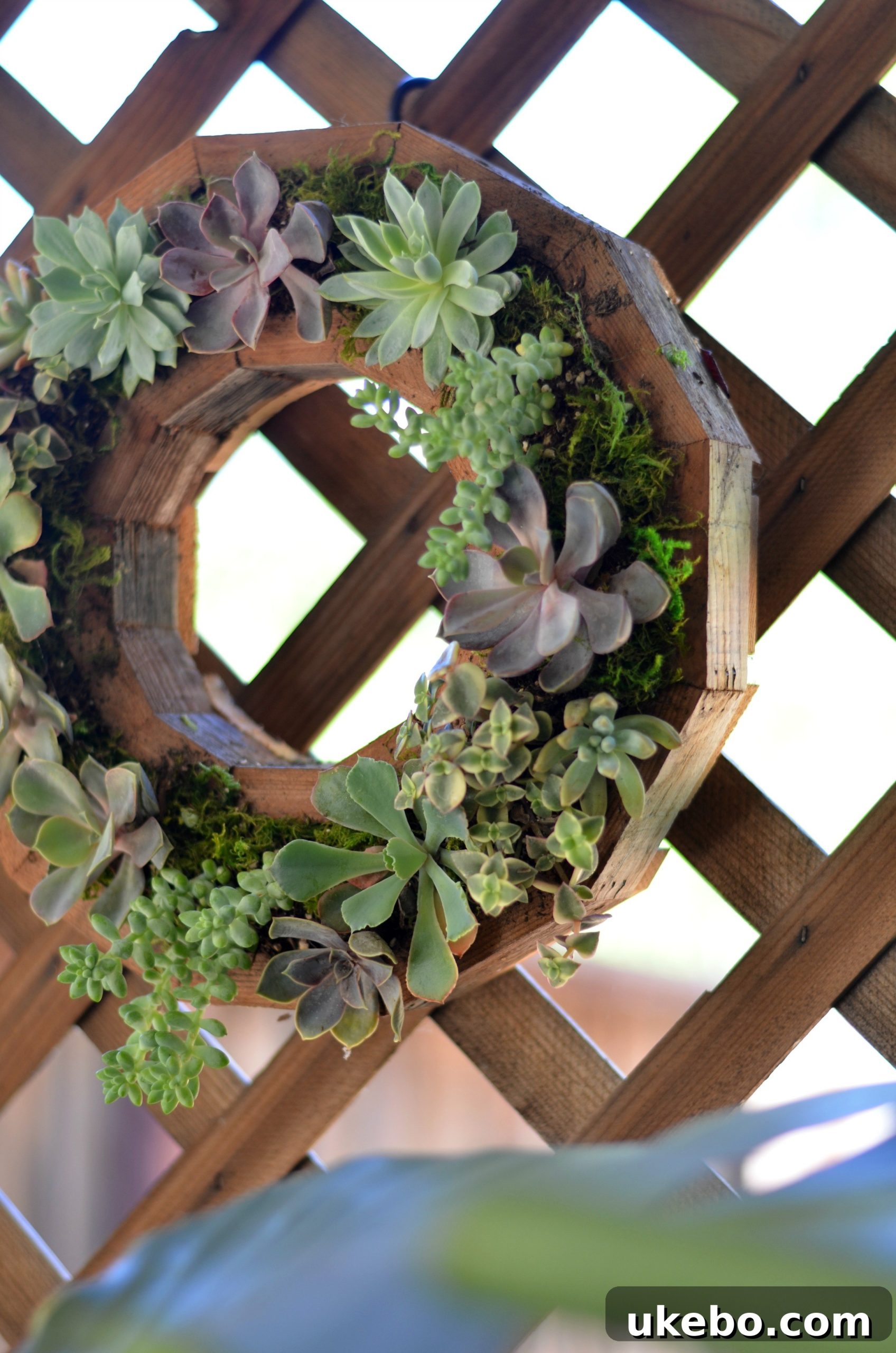The newly completed succulent wreath planter, resting horizontally to allow plants to settle.