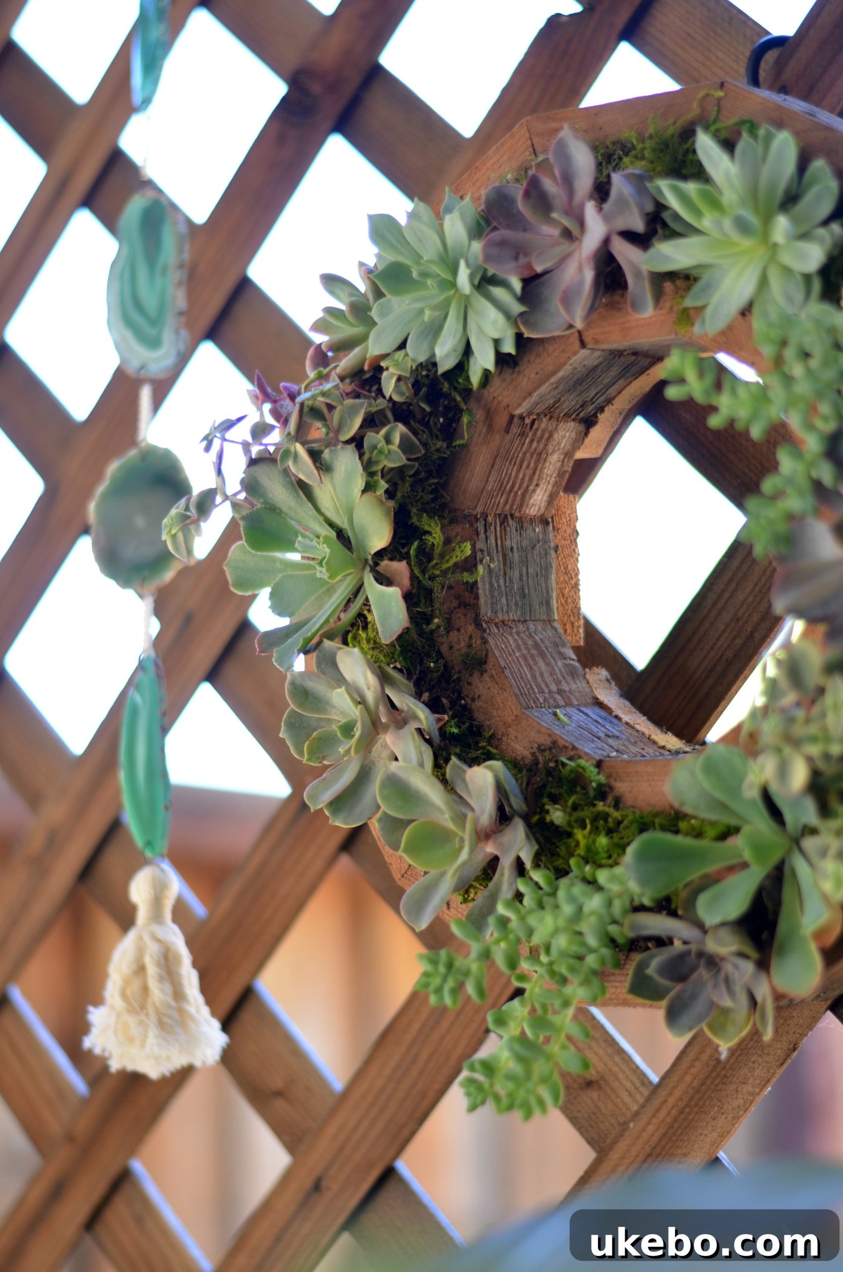 A full view of the beautiful succulent wreath planter after the settling period, ready to be hung.