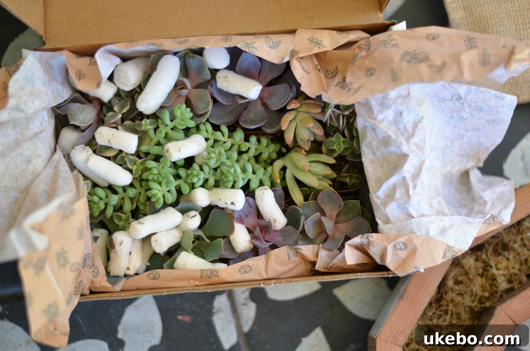 Close-up of the beautiful succulent plants included in the kit, ready for planting.