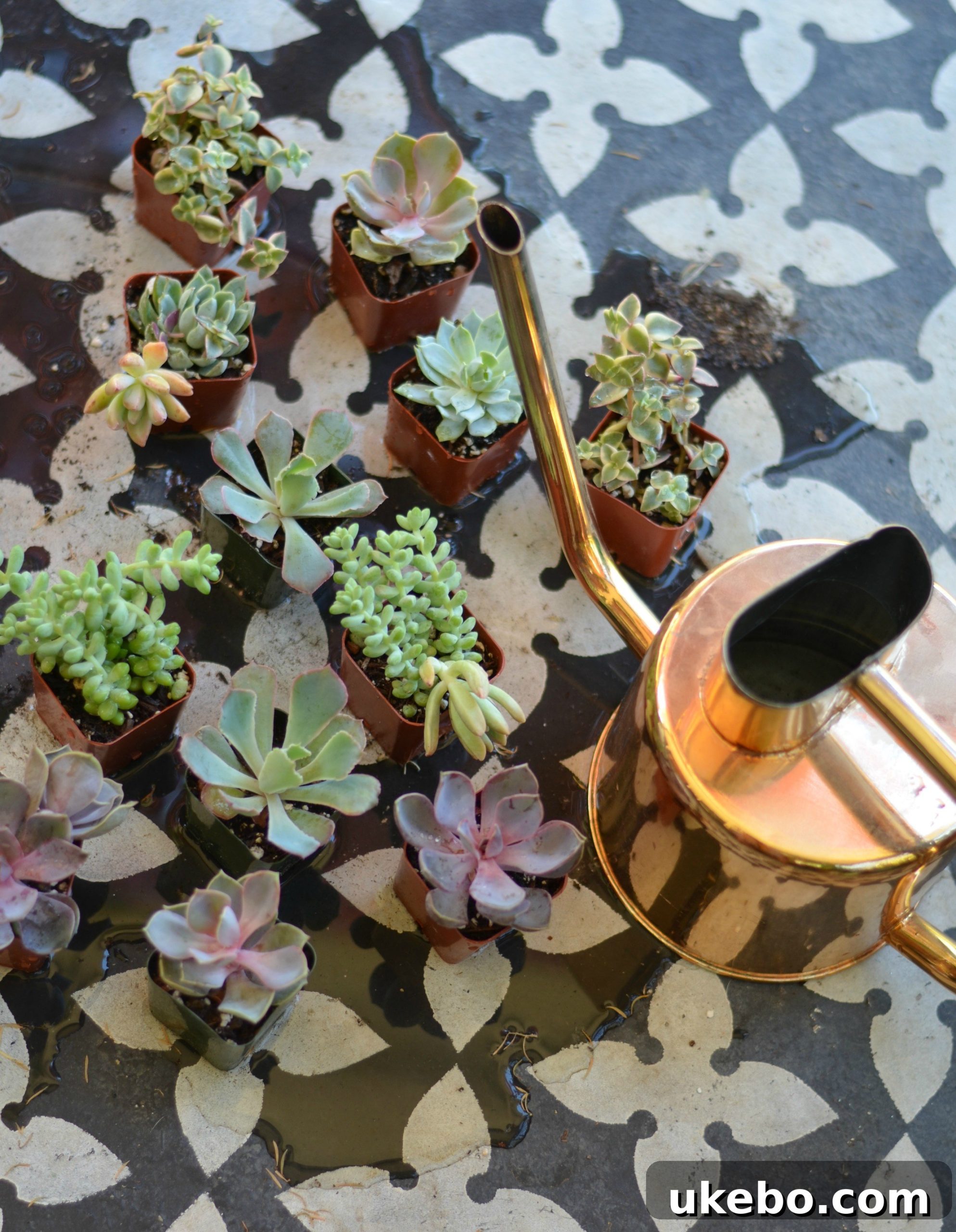 Watering succulents in their original pots before transplanting into the wreath frame.