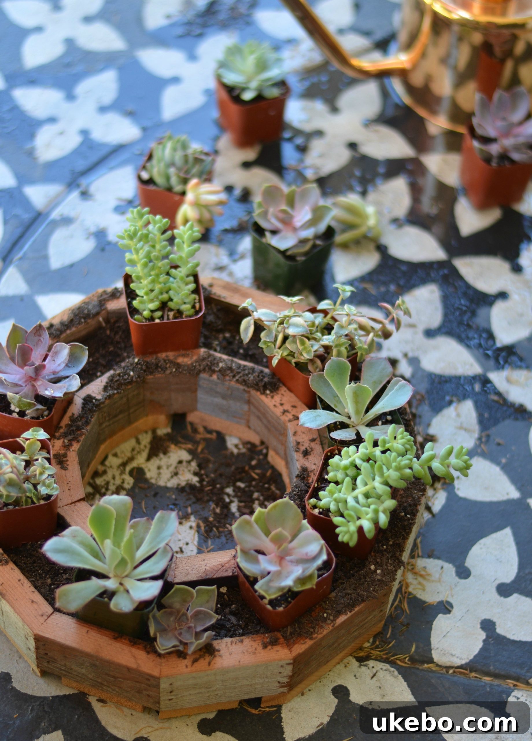 Arranging succulents in their pots on the wreath frame to determine the ideal layout before planting.