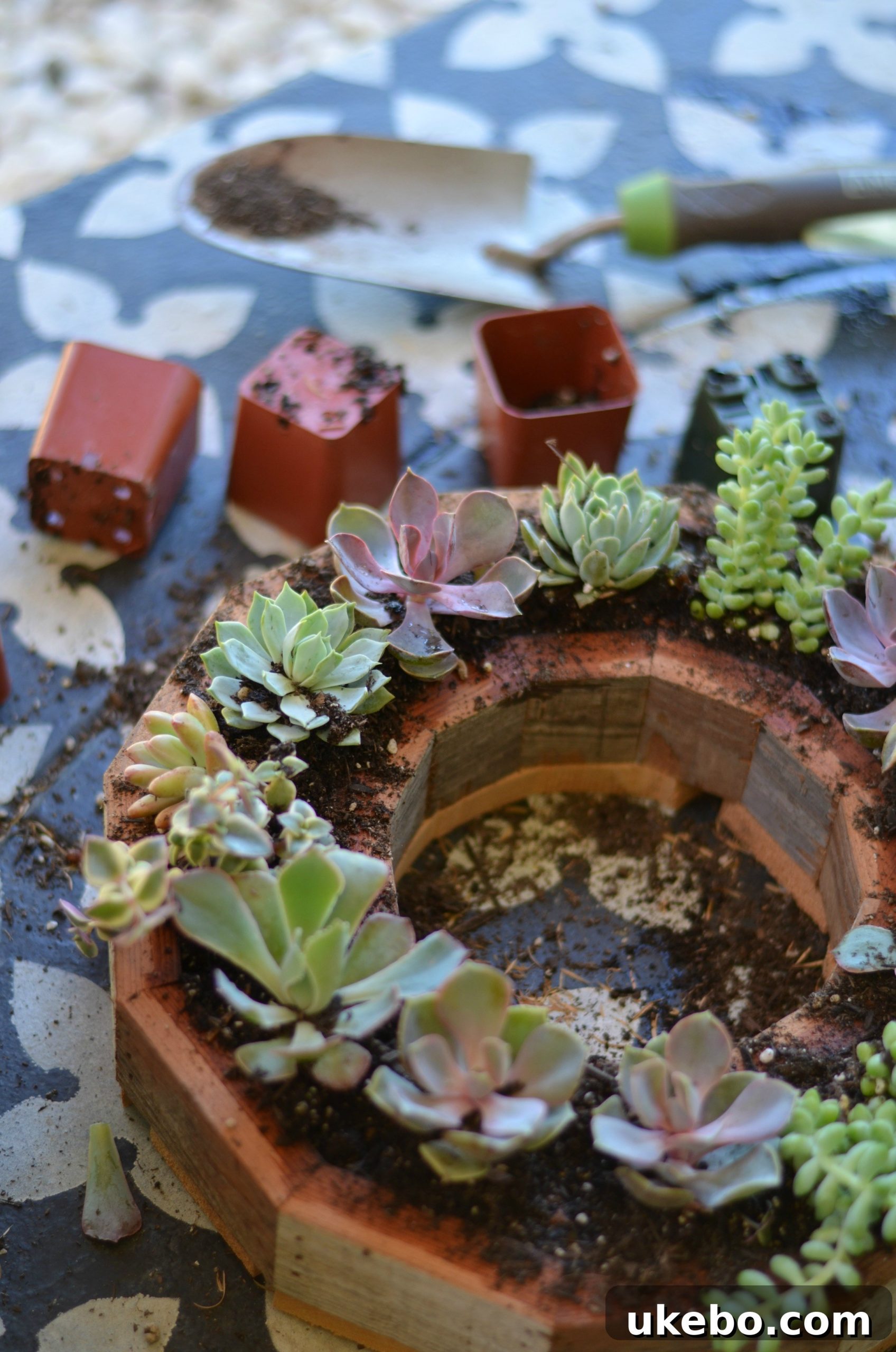 Close-up of a succulent being carefully planted into the wreath frame.