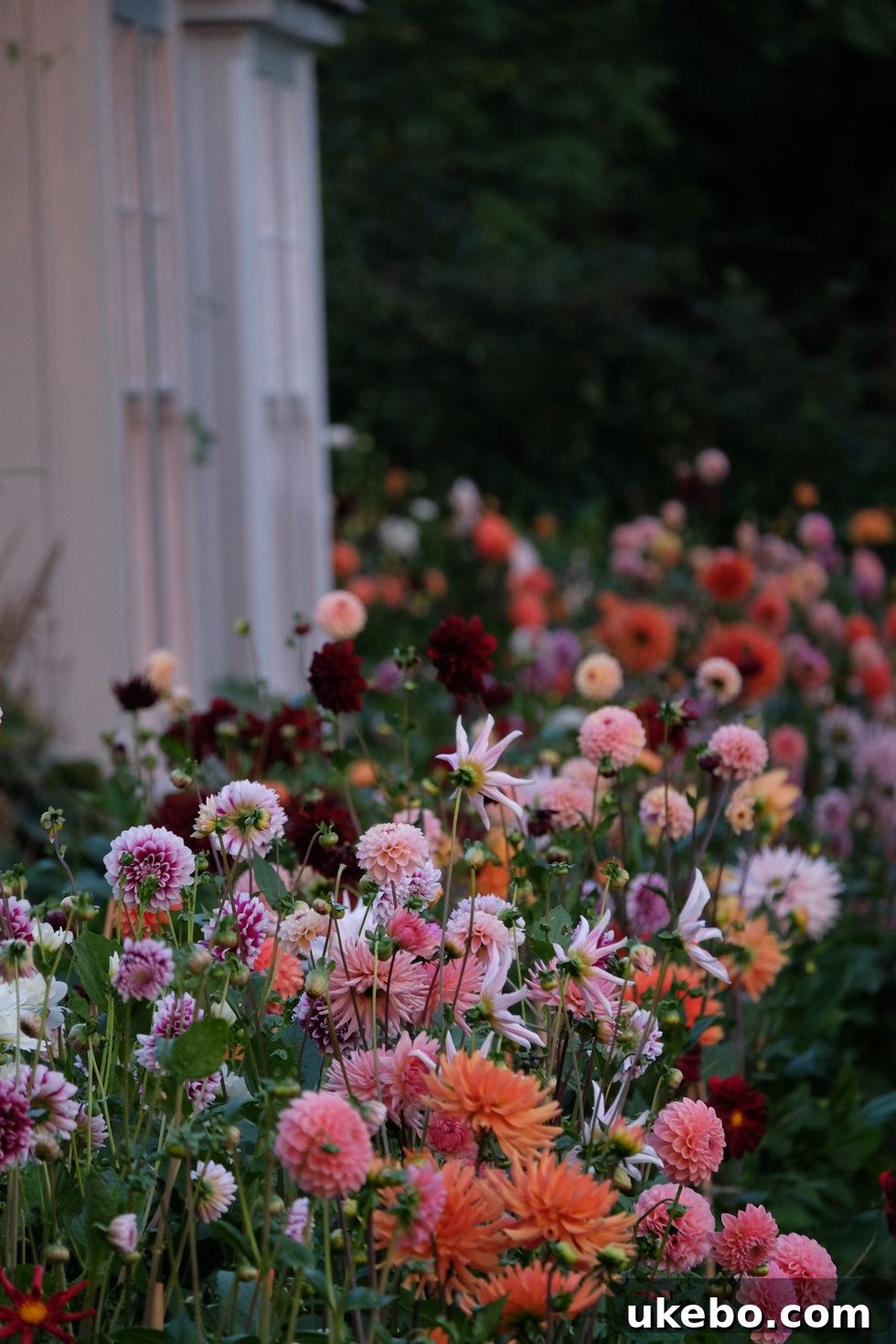 Lush English cottage garden border