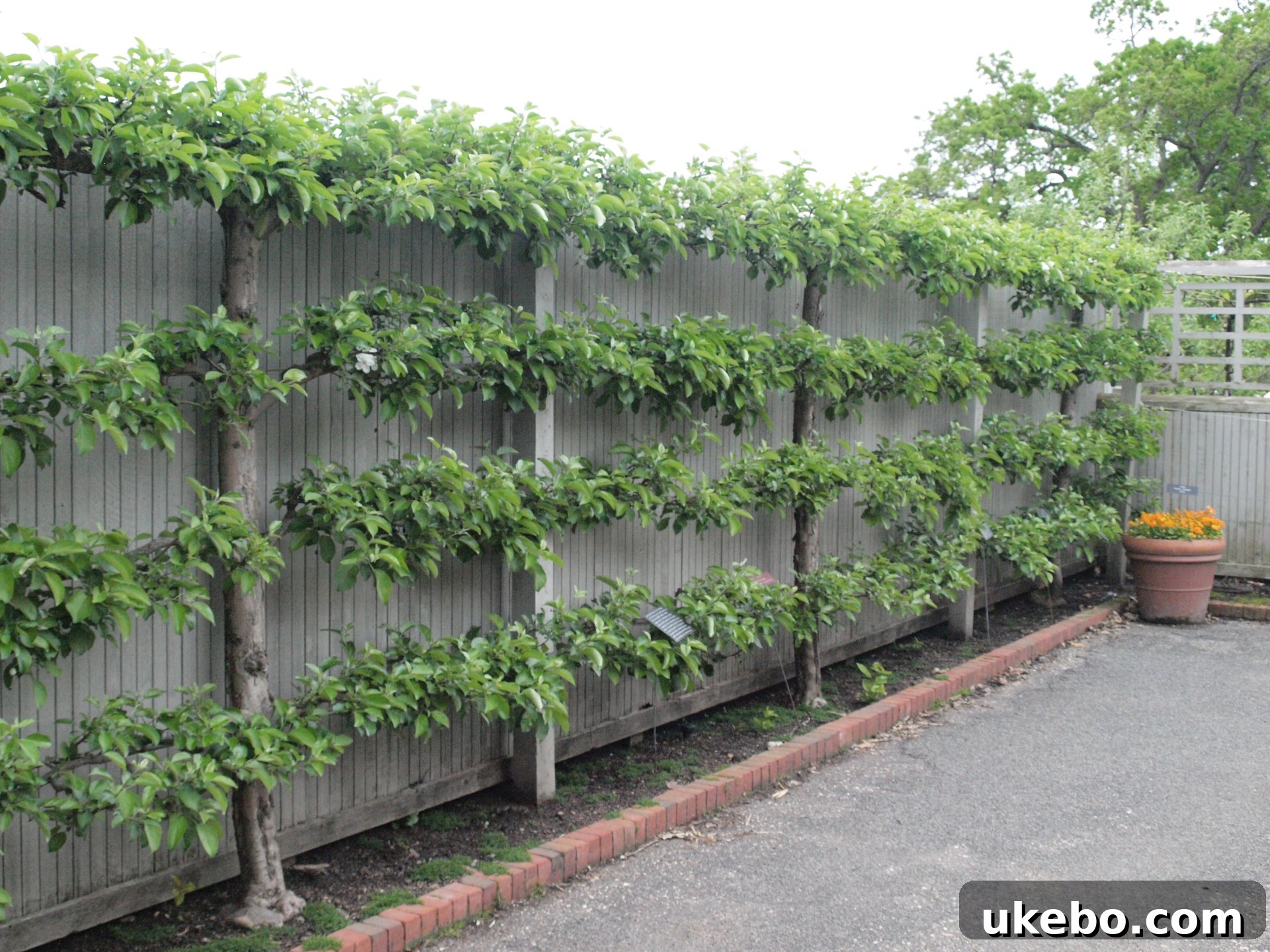 Vertical garden ideas on a fence