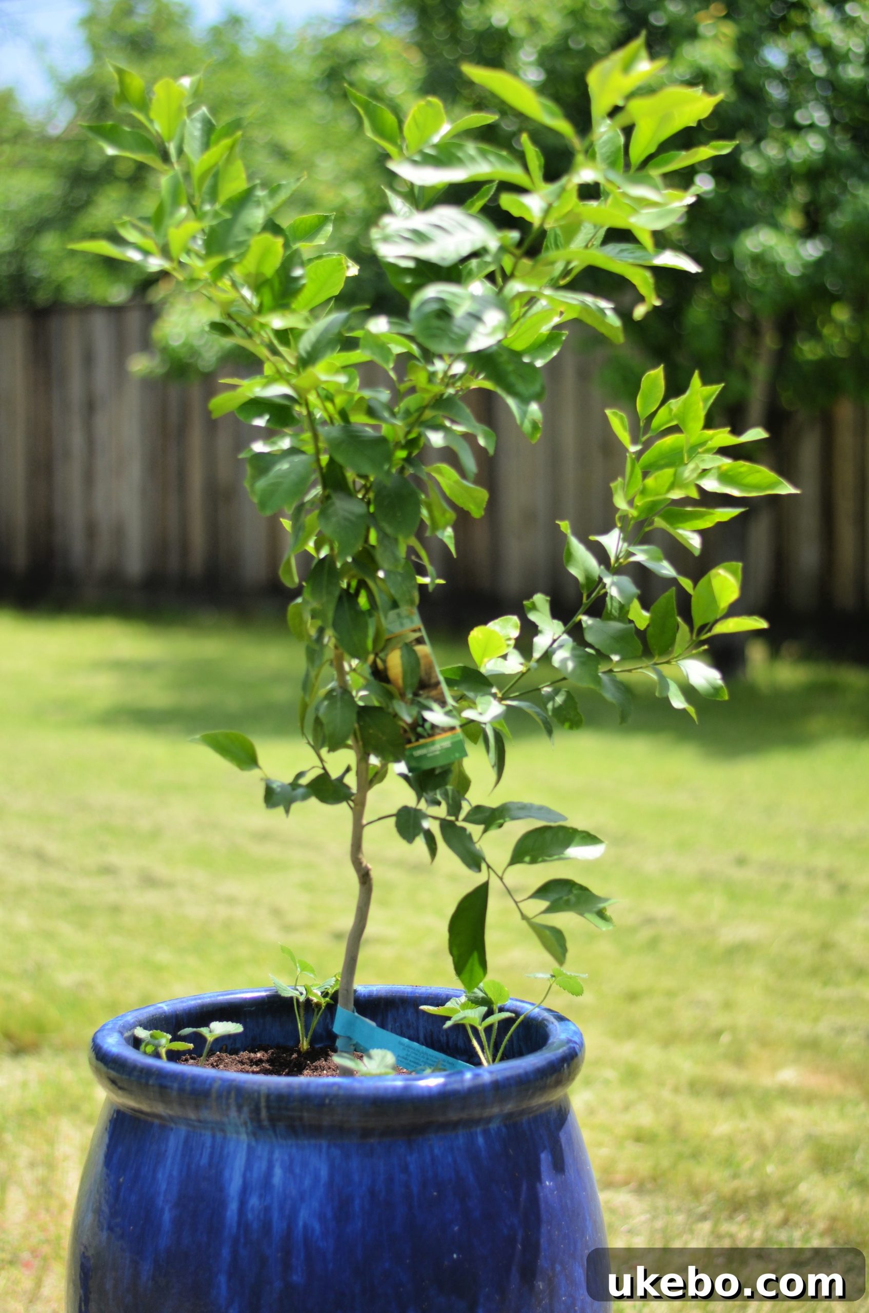 Newly planted lemon tree with strawberries