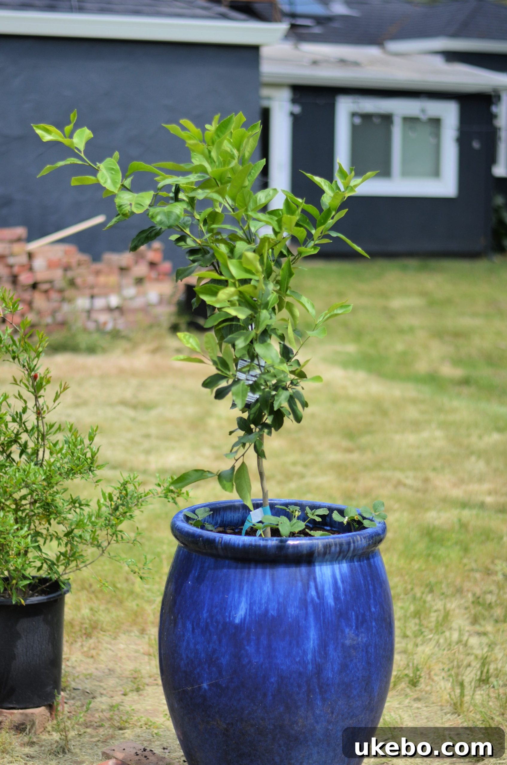 Close-up of planted lemon tree and strawberries