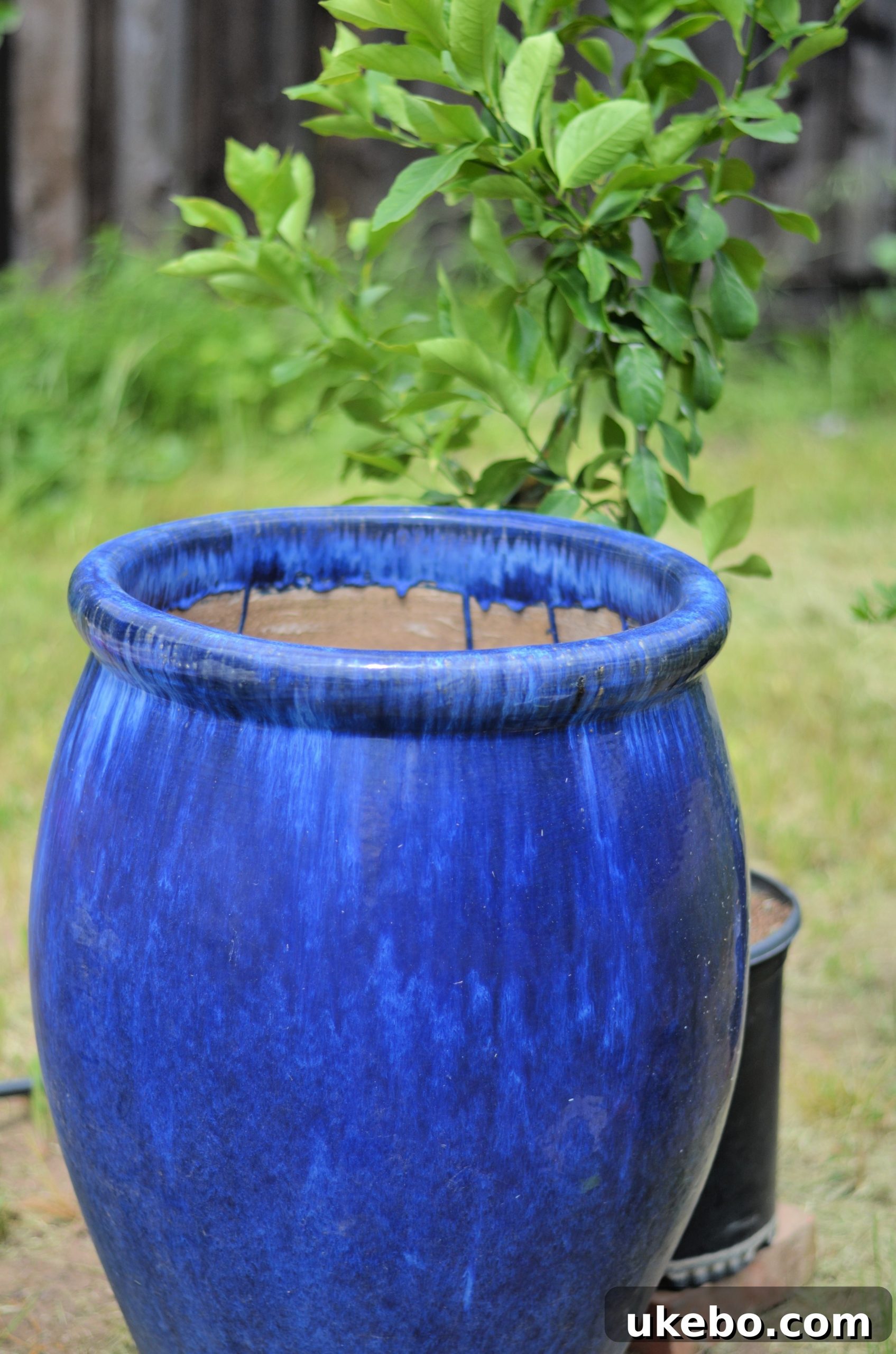 Eureka Lemon Tree in Indigo Pot