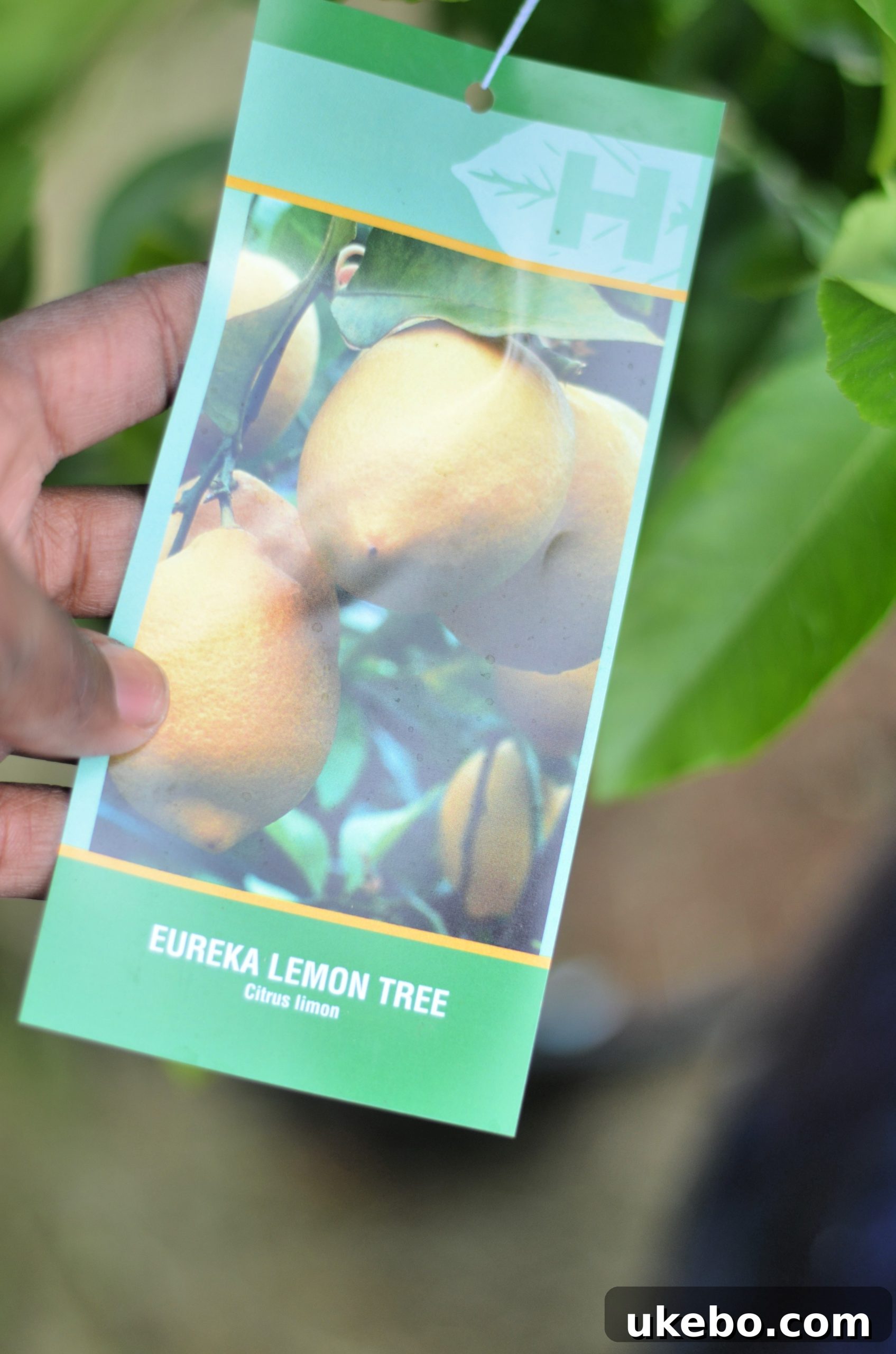 Shopping for a Lemon Tree at Green Acres