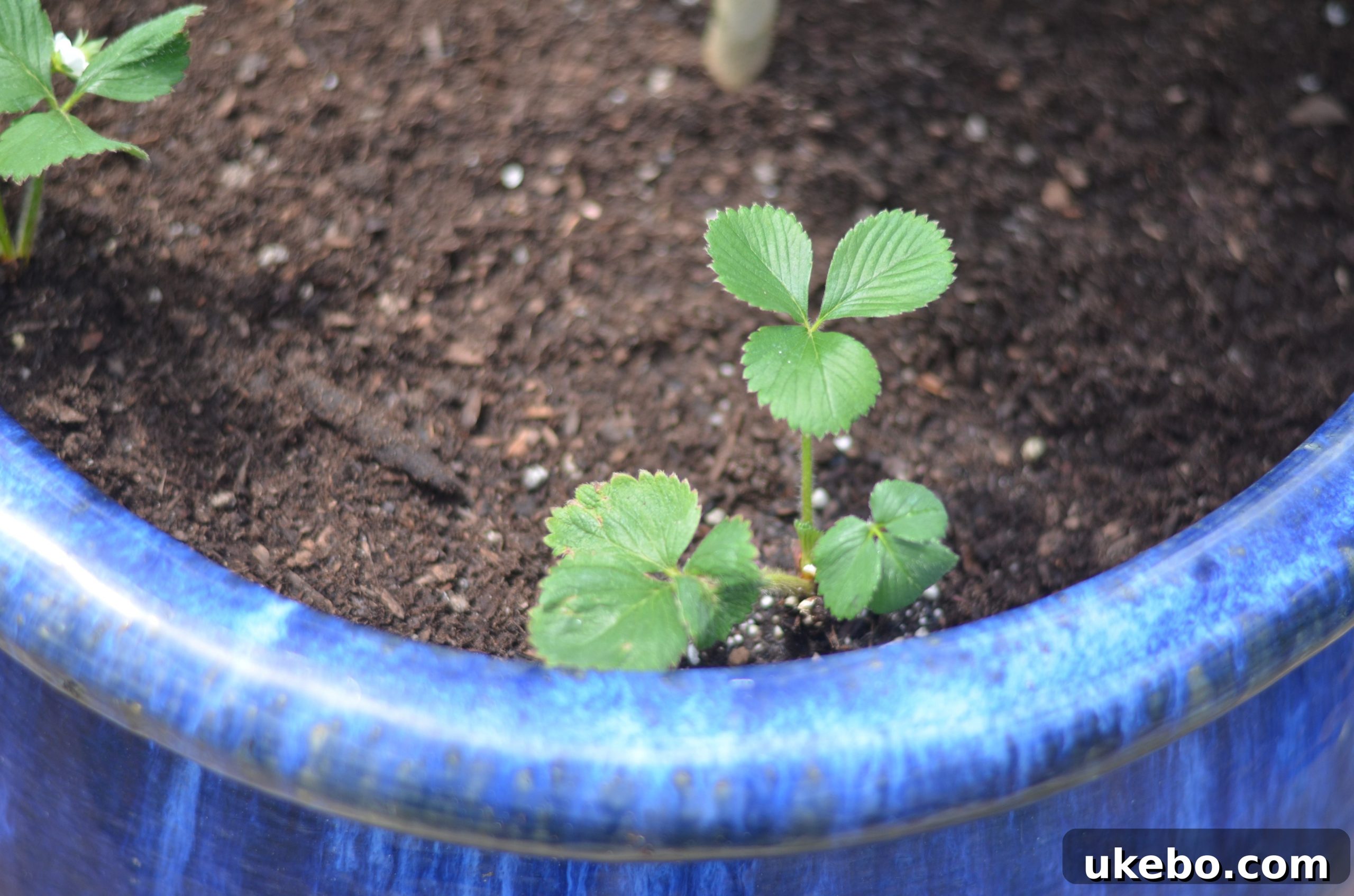 Planting strawberries around the lemon tree