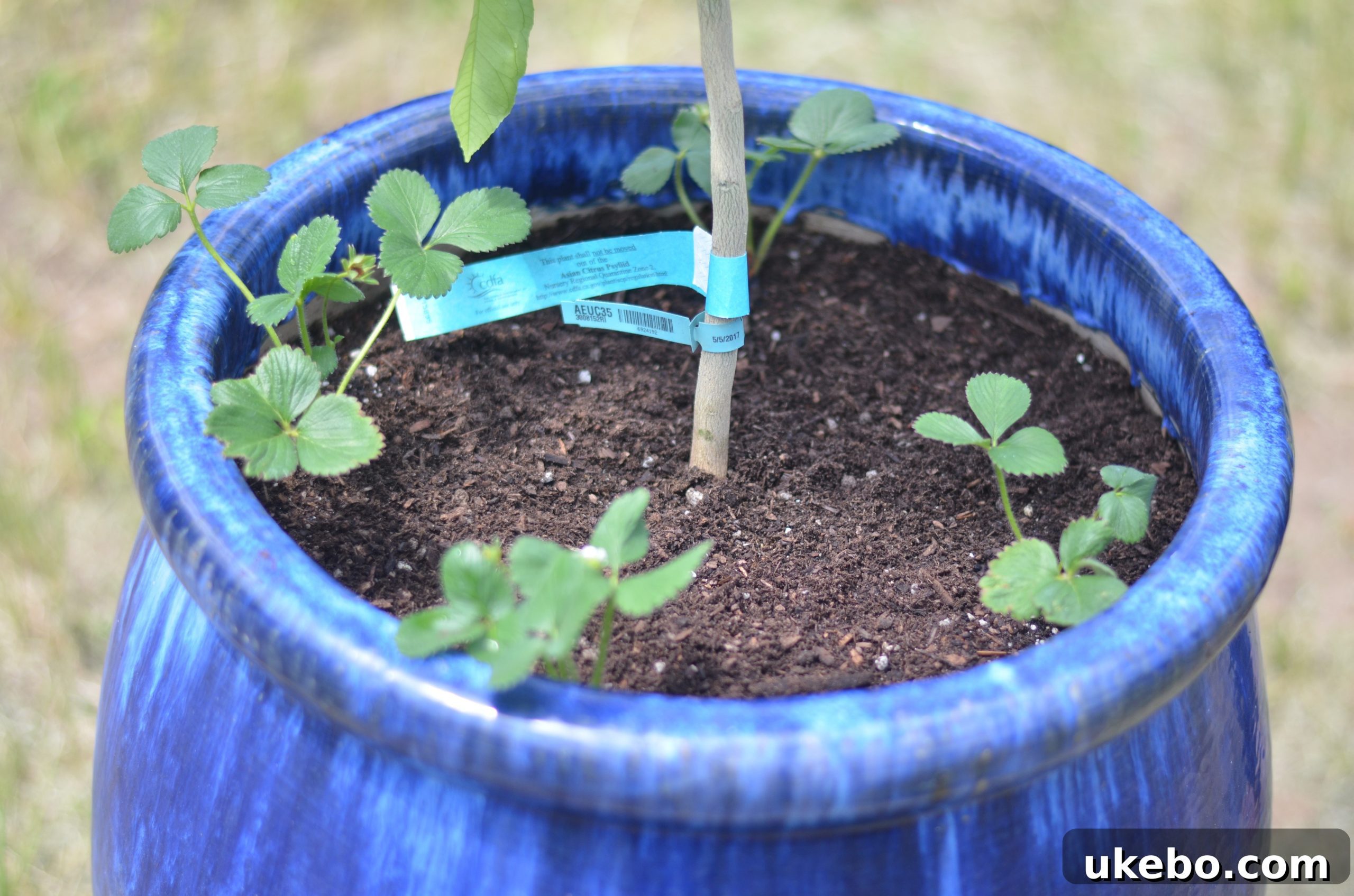 Lemon tree and strawberry companion planting
