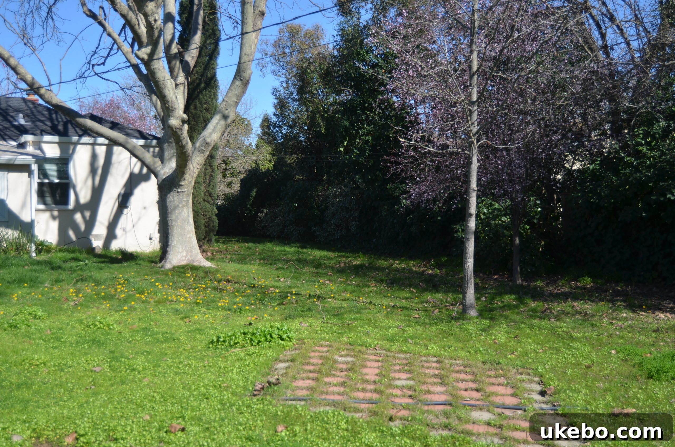 Before: Wide shot of the unkempt and oversized backyard space