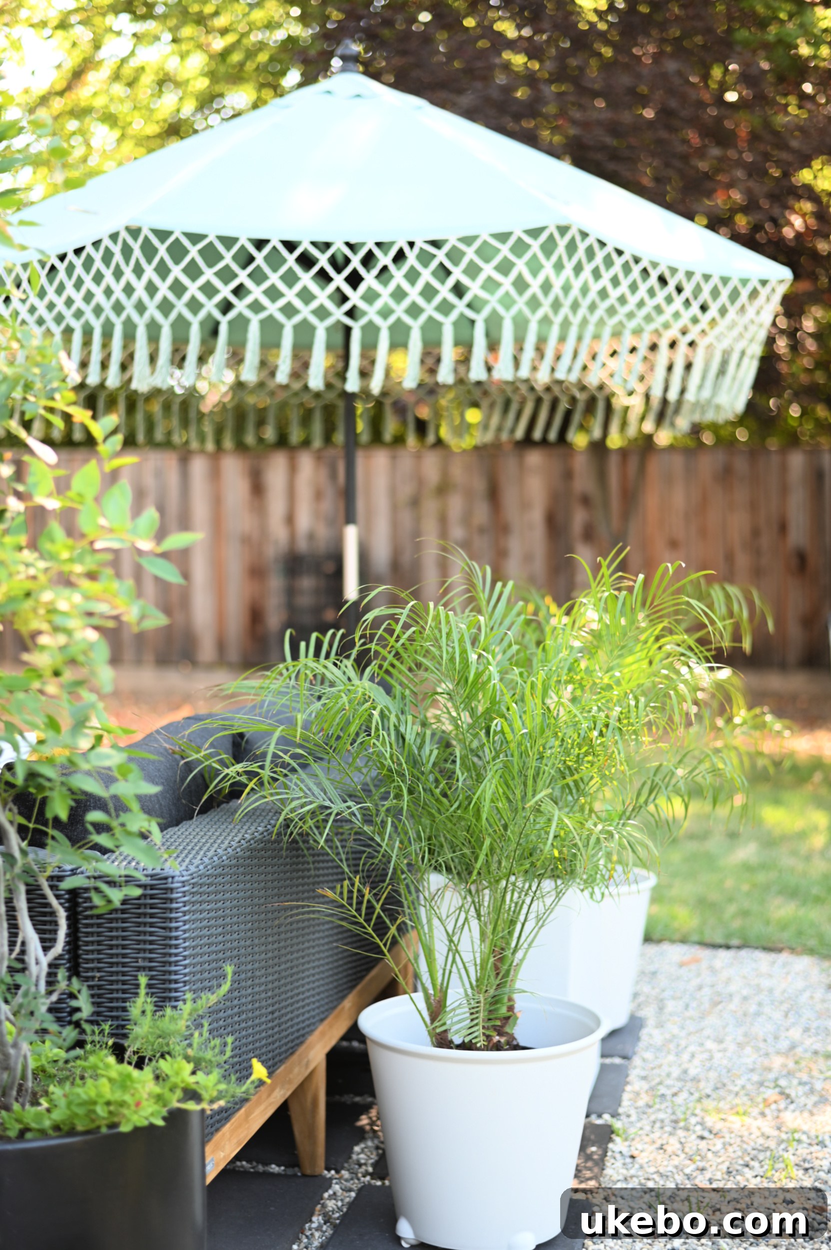 Terracotta pots and greenery