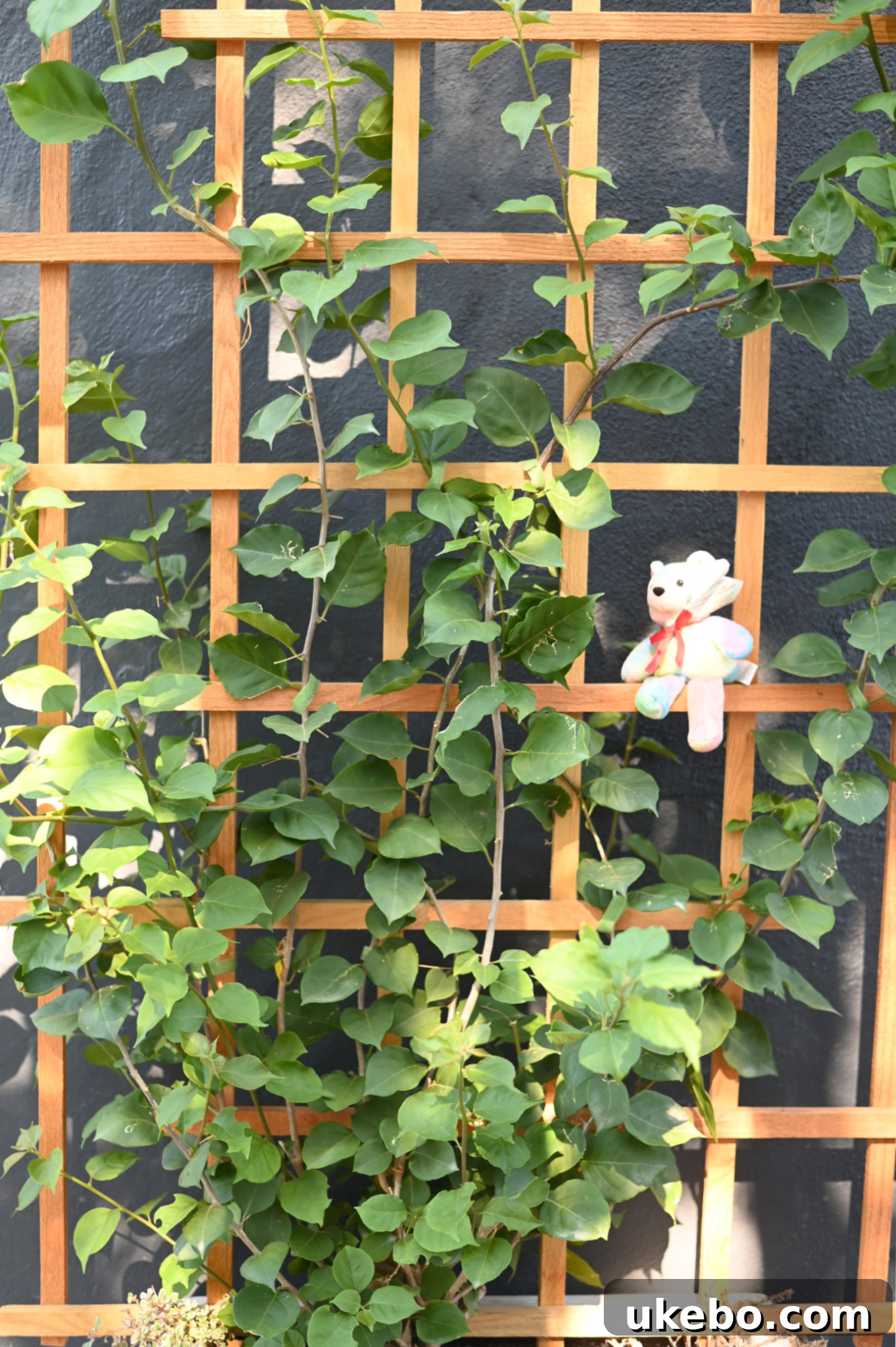 Naomi's beanie baby in the outdoor space