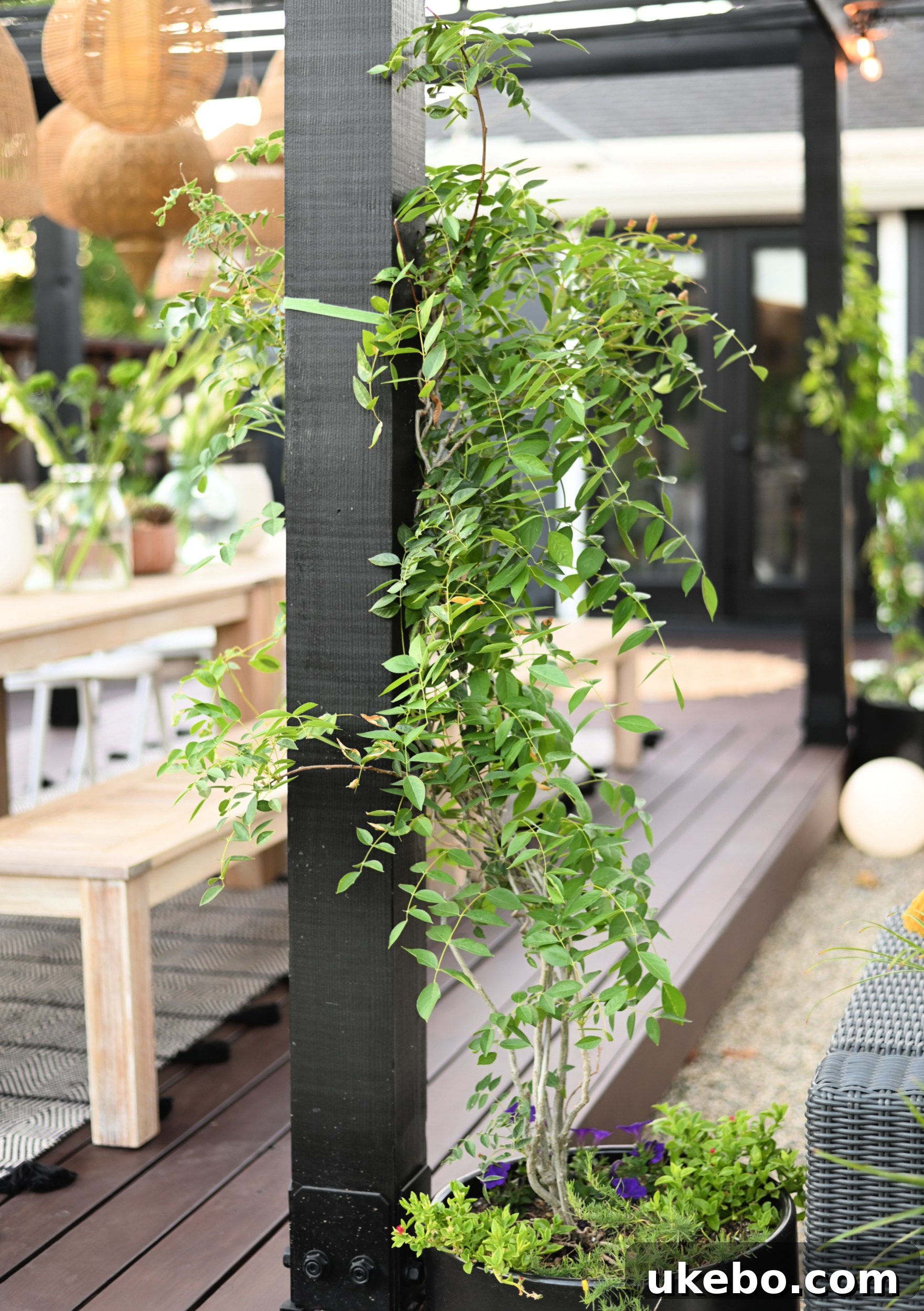 Wisteria and trumpet vine planted at pergola base